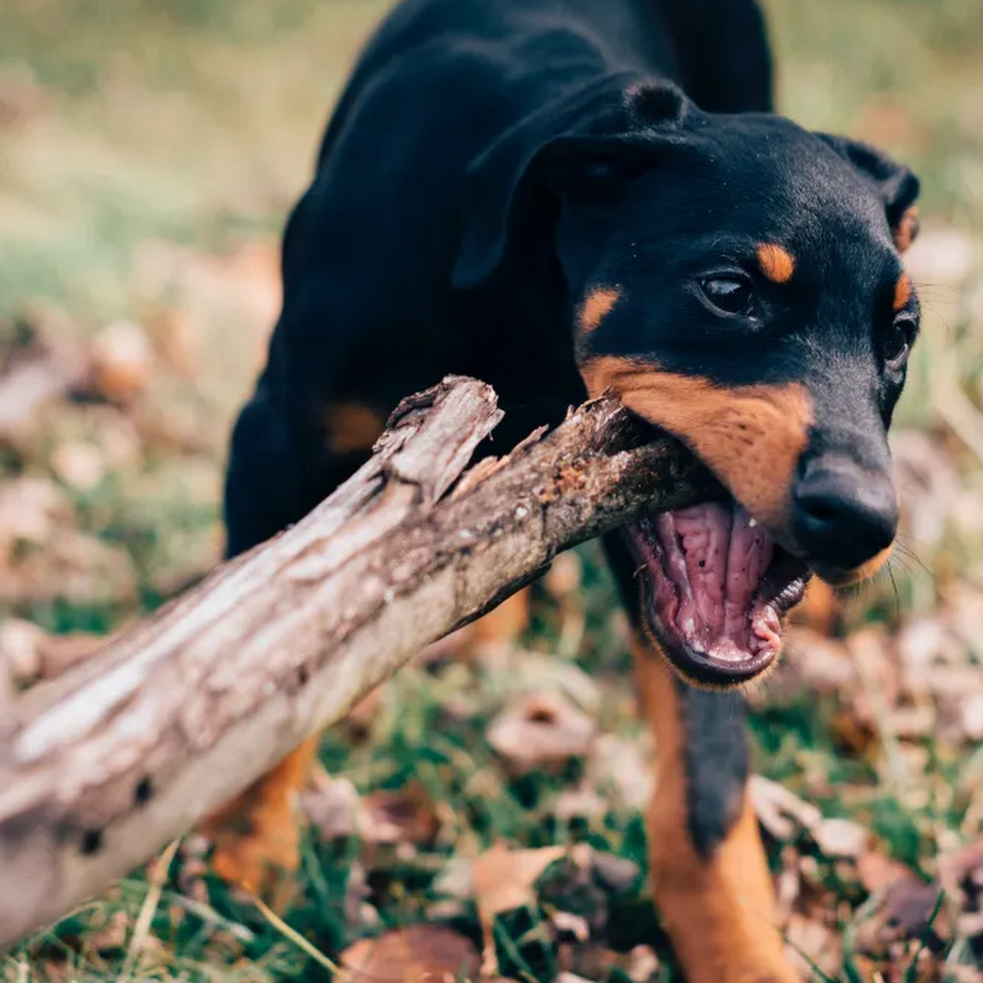 Animal Daycare & Boarding Anchorage