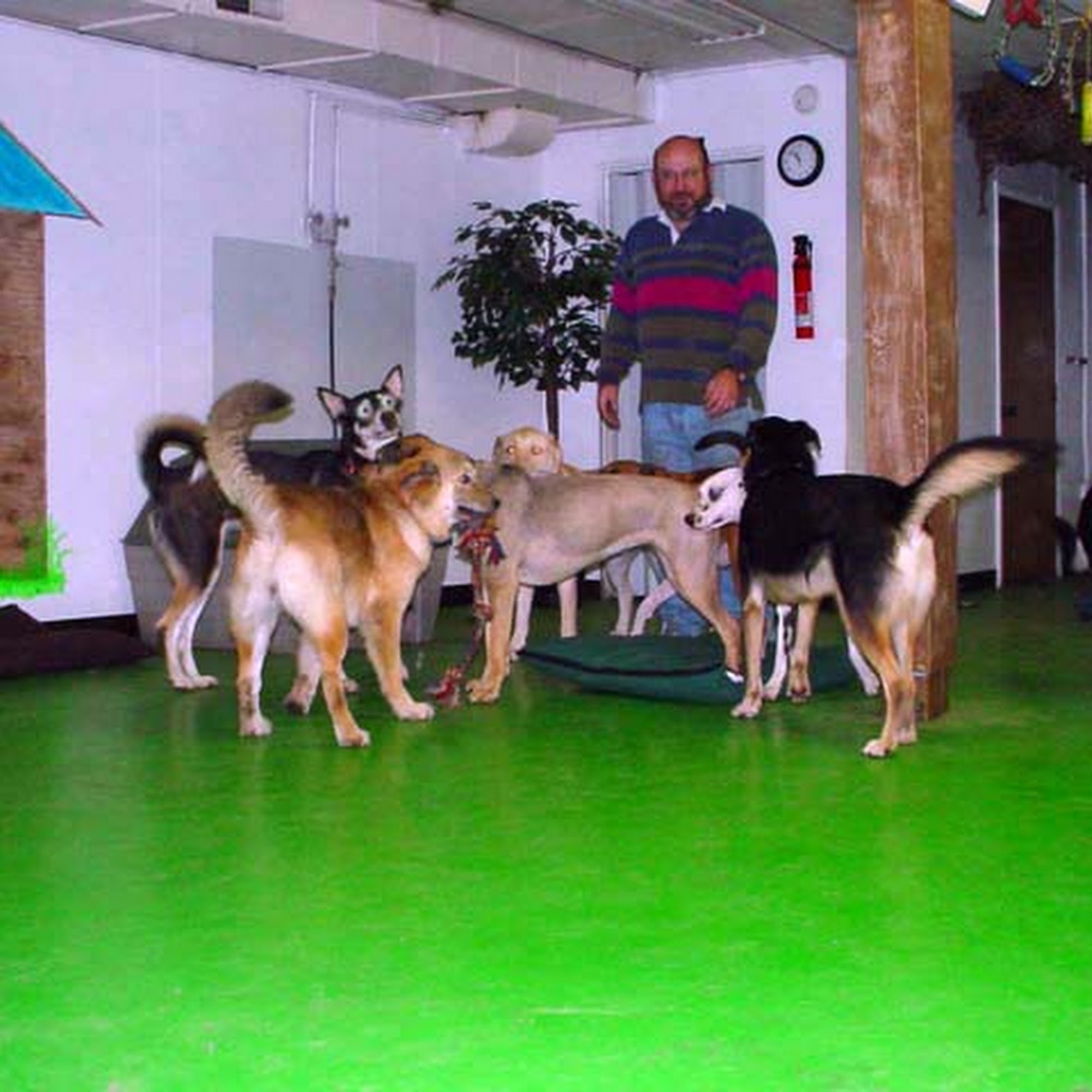 Arfie's Doggie Day Care Anchorage