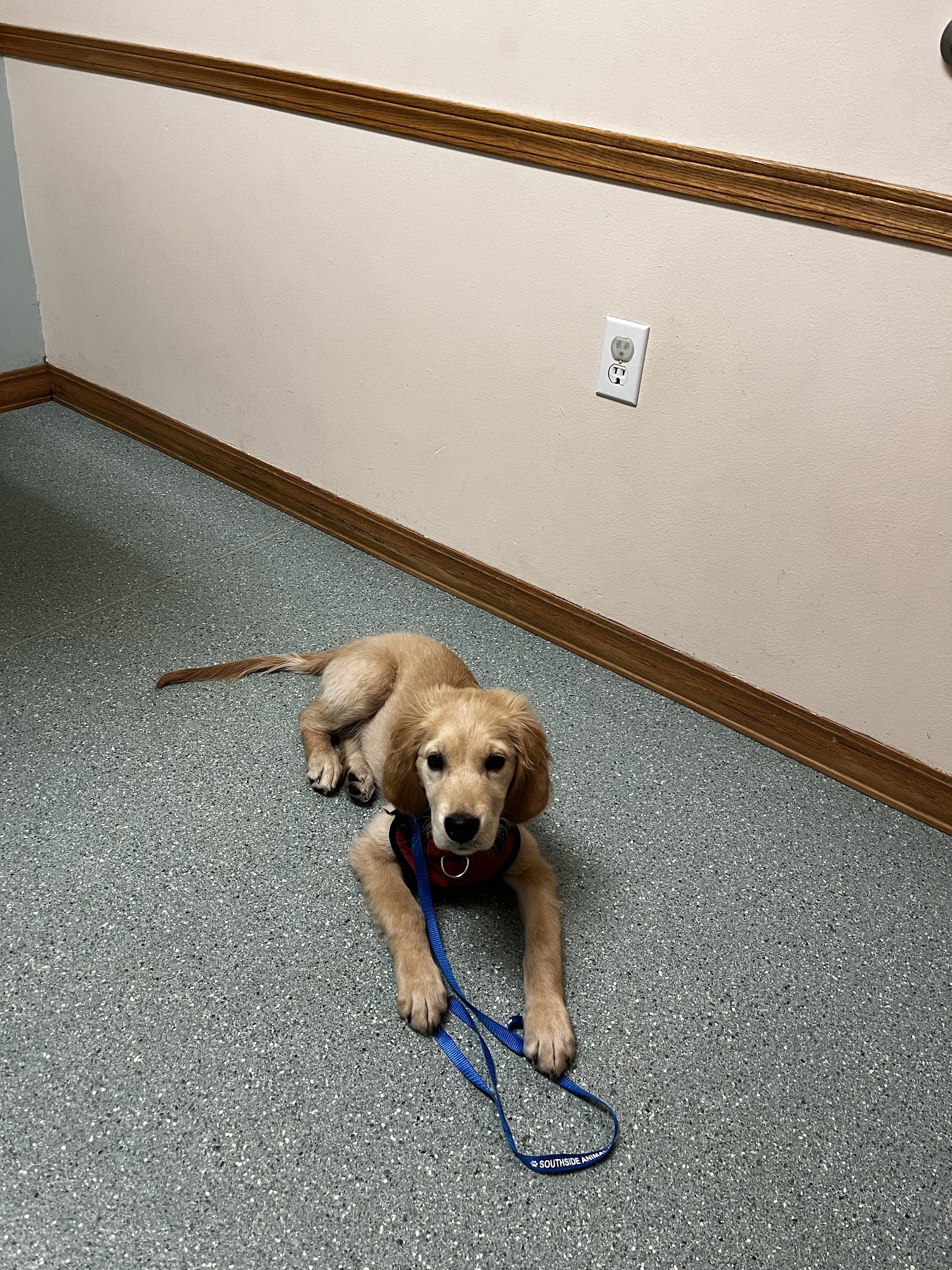 Southside Animal Hospital and Wellness Center Anchorage