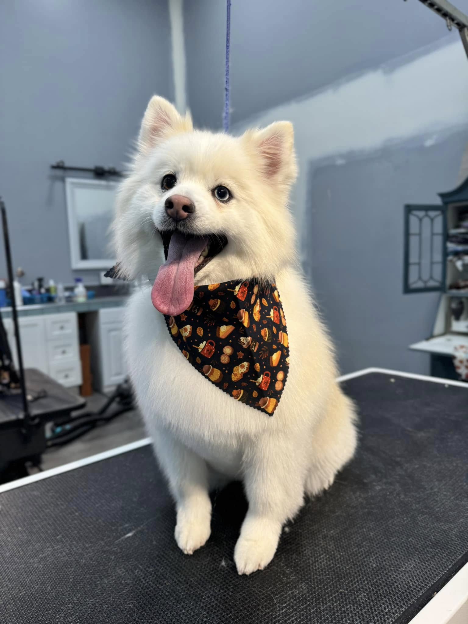 Groomingdales K9 Design Eagle River