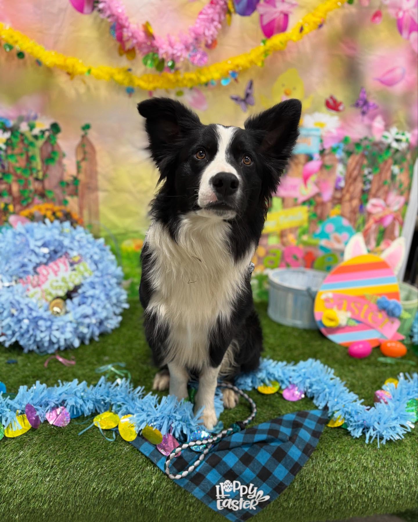 Ravenwood Veterinary Clinic Eagle River