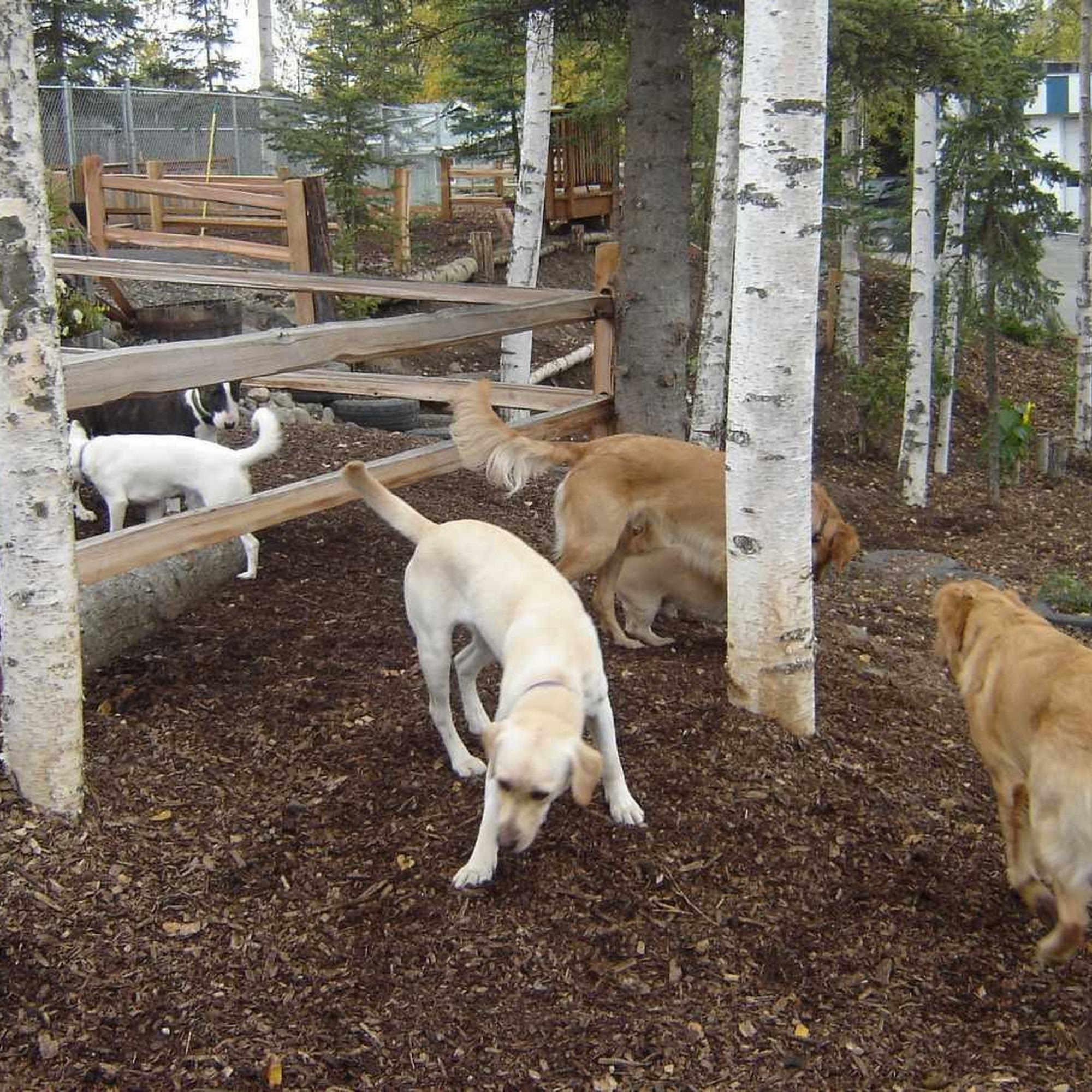 Home Away From Home Dog Psychology & Behavior Eagle River