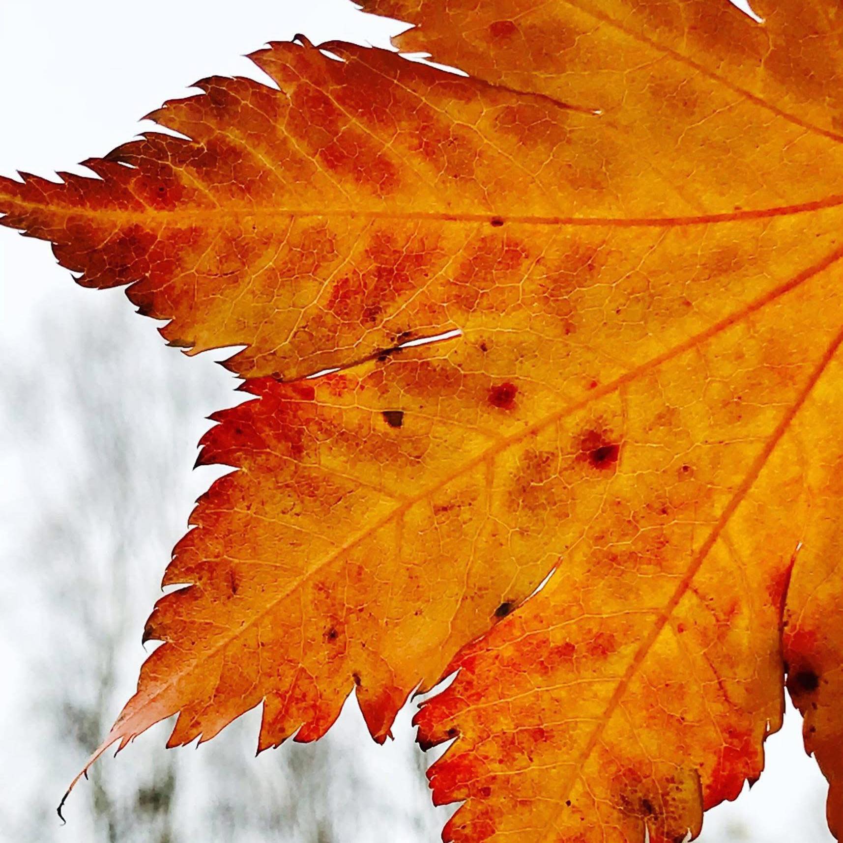 Barefoot Mountain Massage 10251 Stewart Dr, Eagle River Alaska 99577