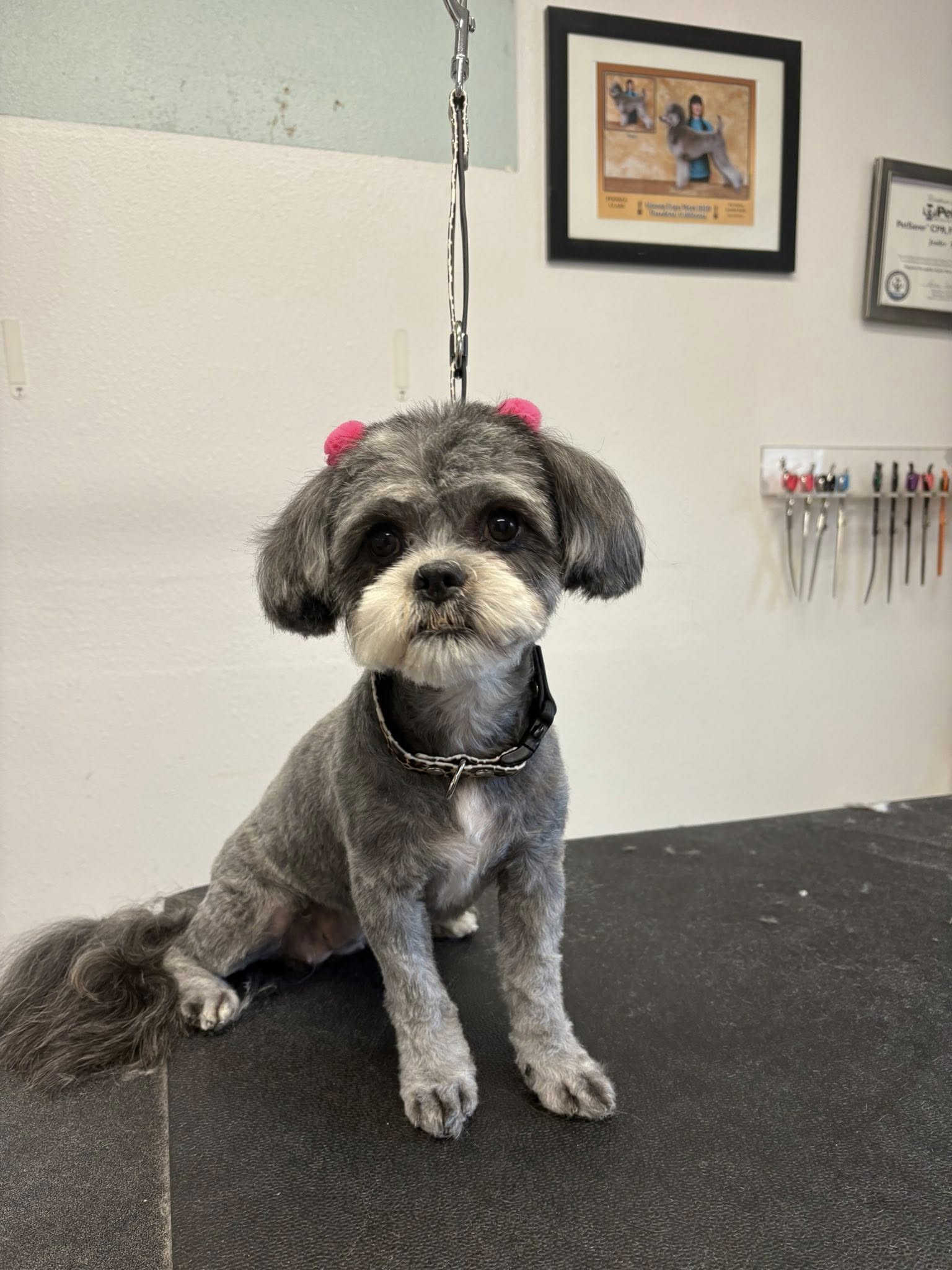 Lucky Dog Grooming Fairbanks