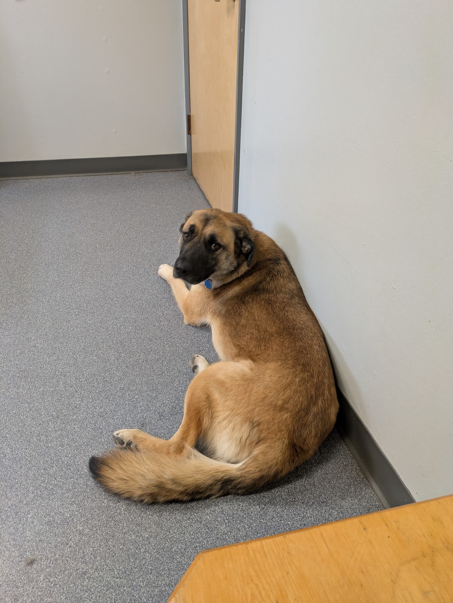 Golden Heart Veterinary Services Fairbanks