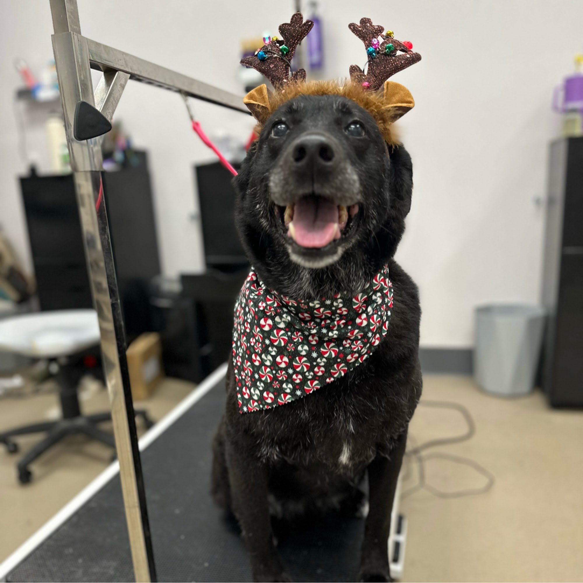 Pretty Pawz Grooming Fairbanks