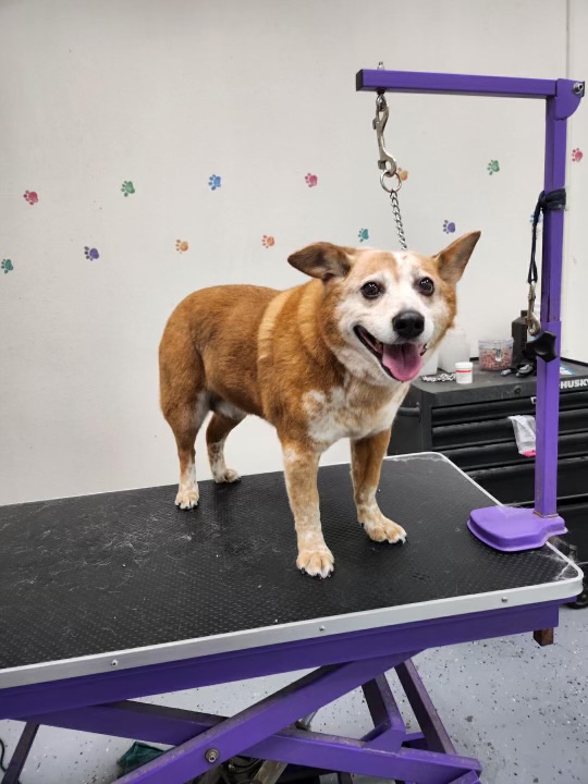 Wild things grooming LLC Fairbanks