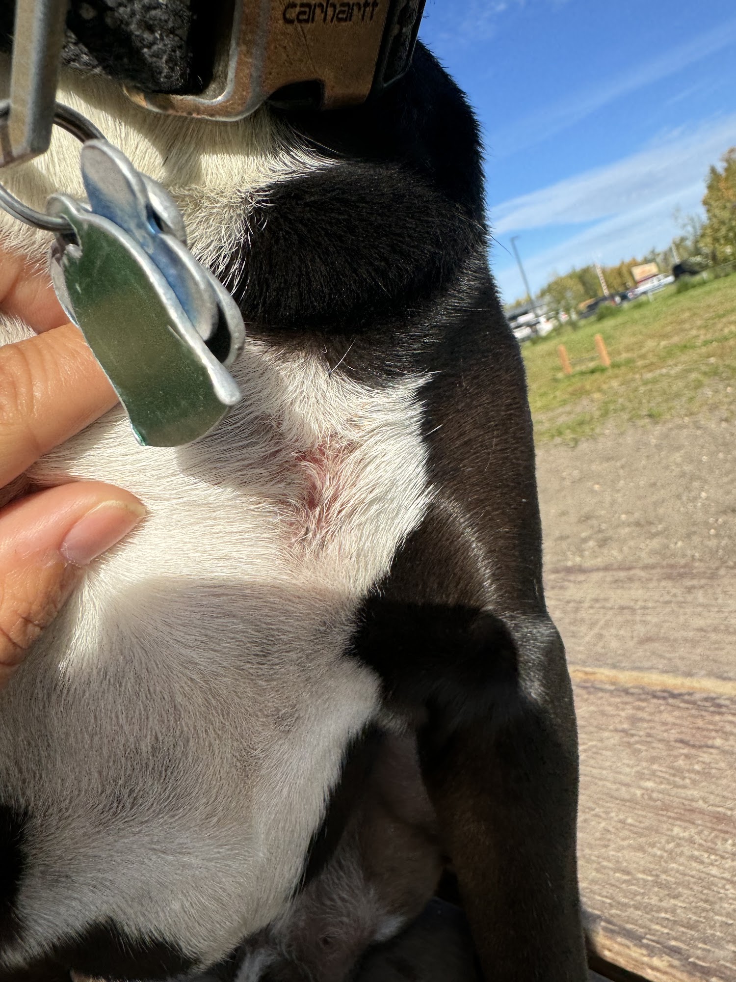 Golden Heart Boarding & Grooming North Pole