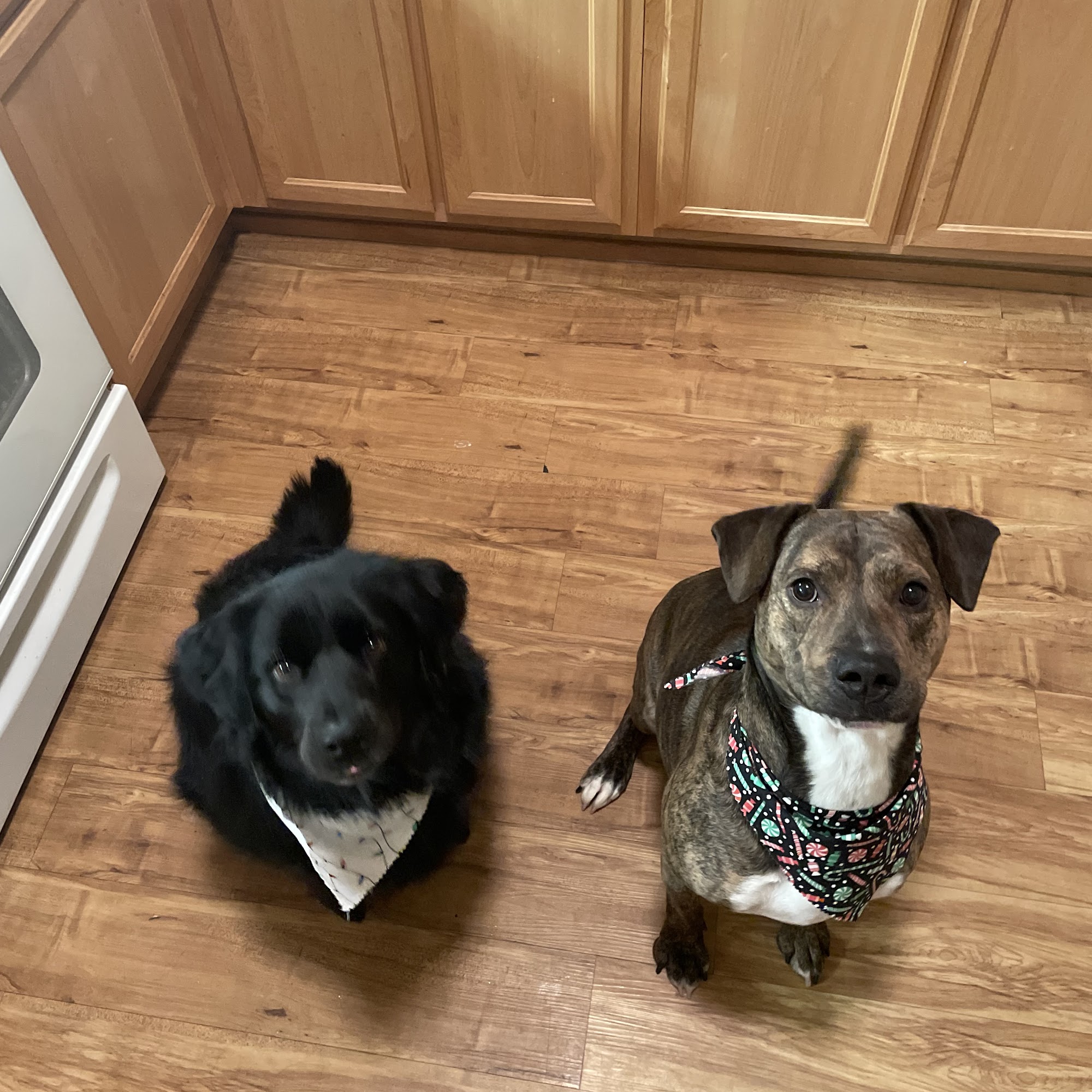 Golden Heart Boarding & Grooming North Pole