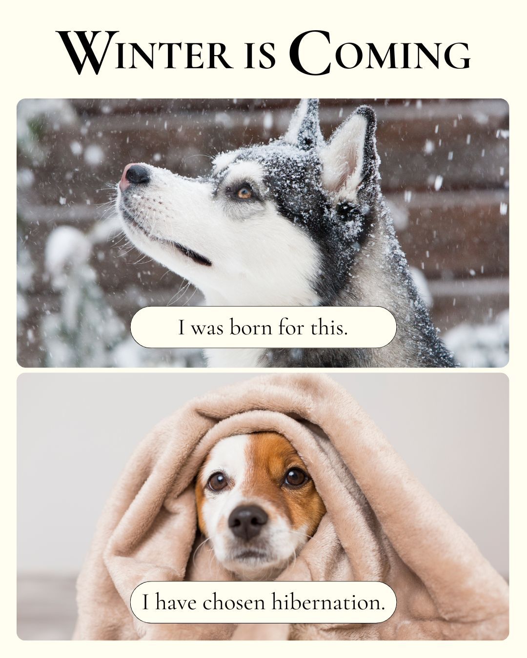 North Pole Veterinary Hospital North Pole