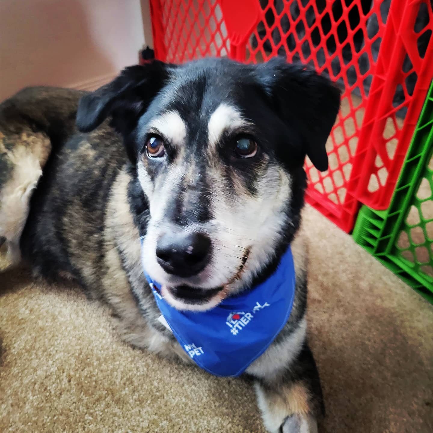 Tier 1 Veterinary Medical Center Palmer