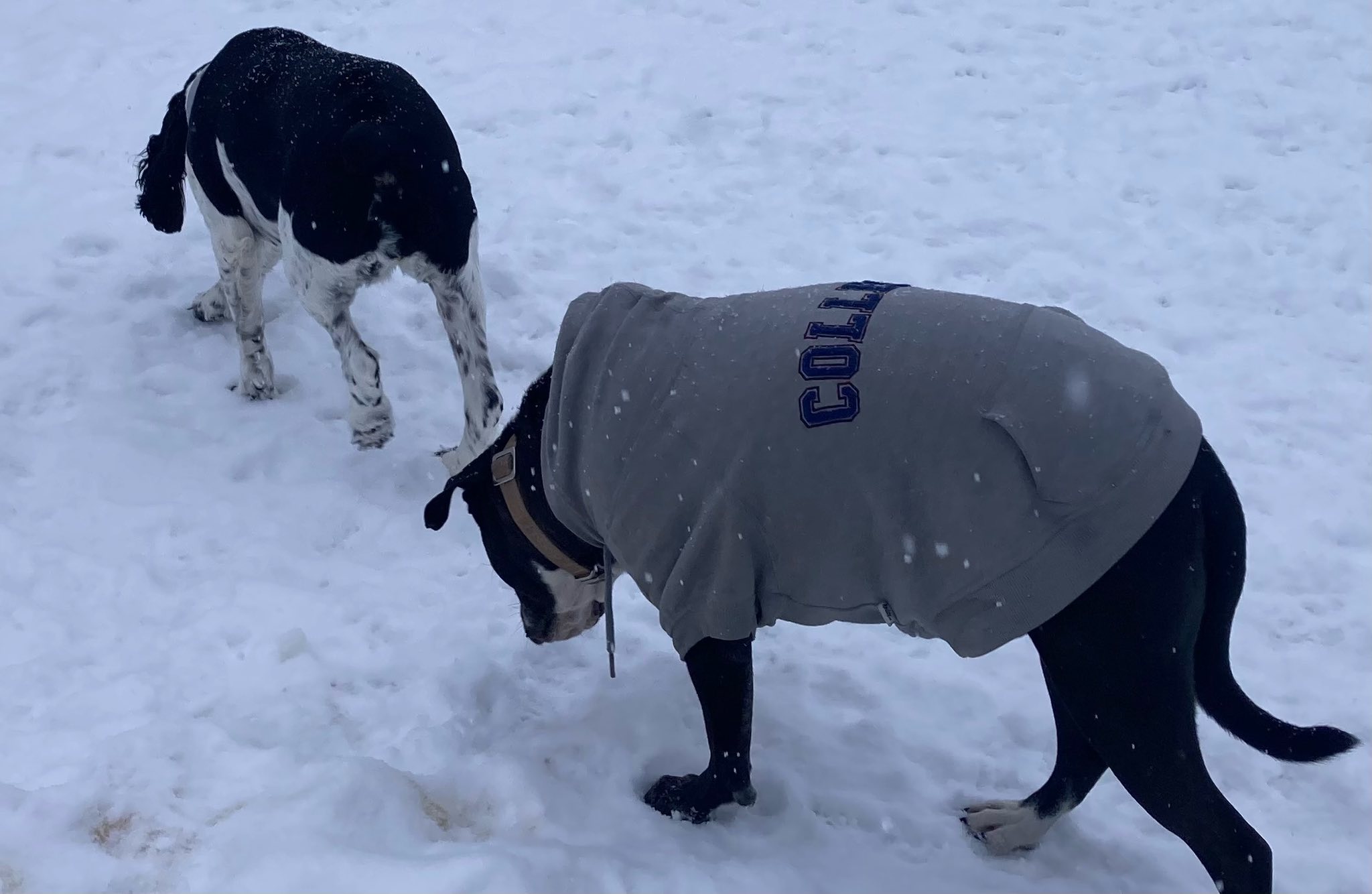 Alaska TLC Kennels Palmer