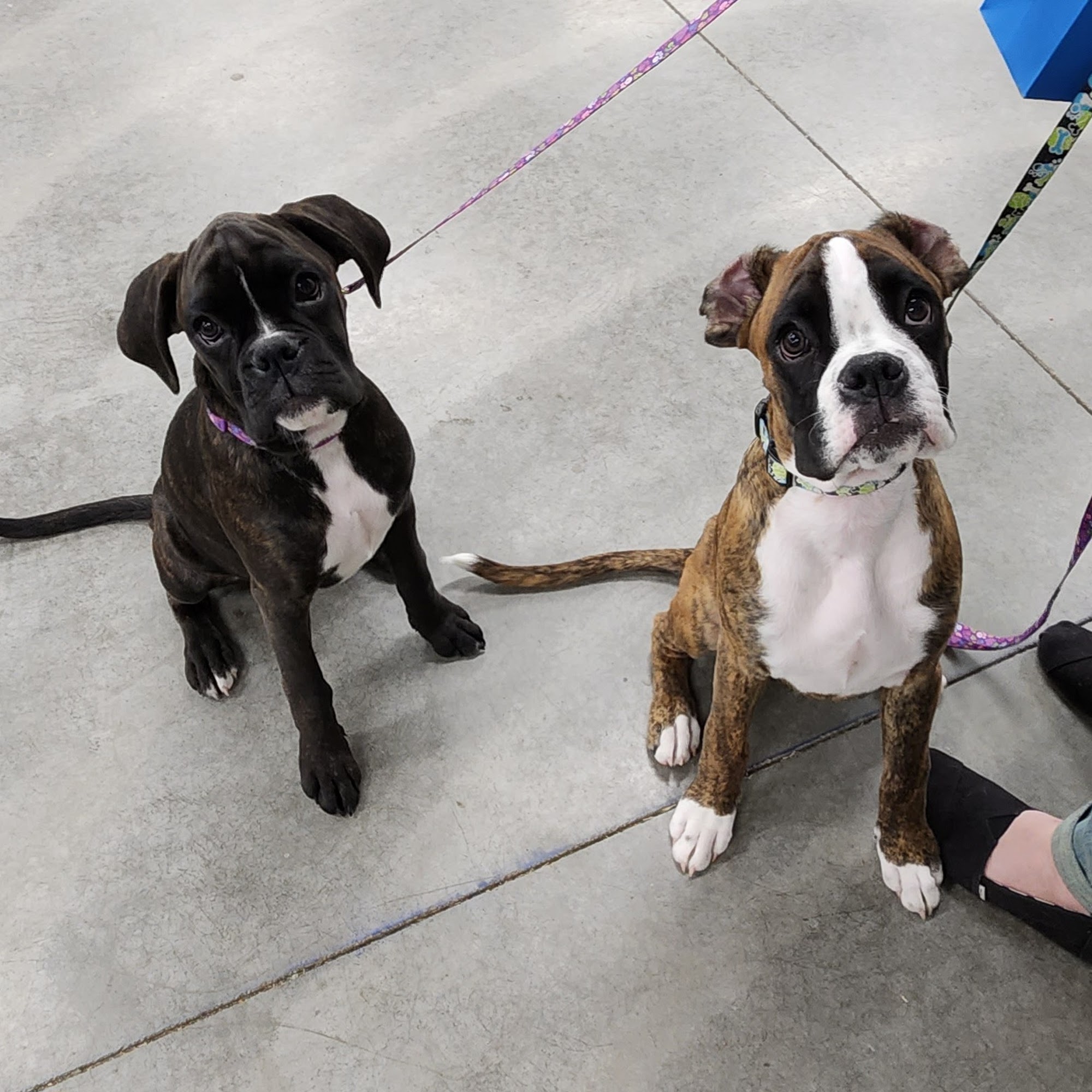 Cook Inlet Kennel Club Palmer