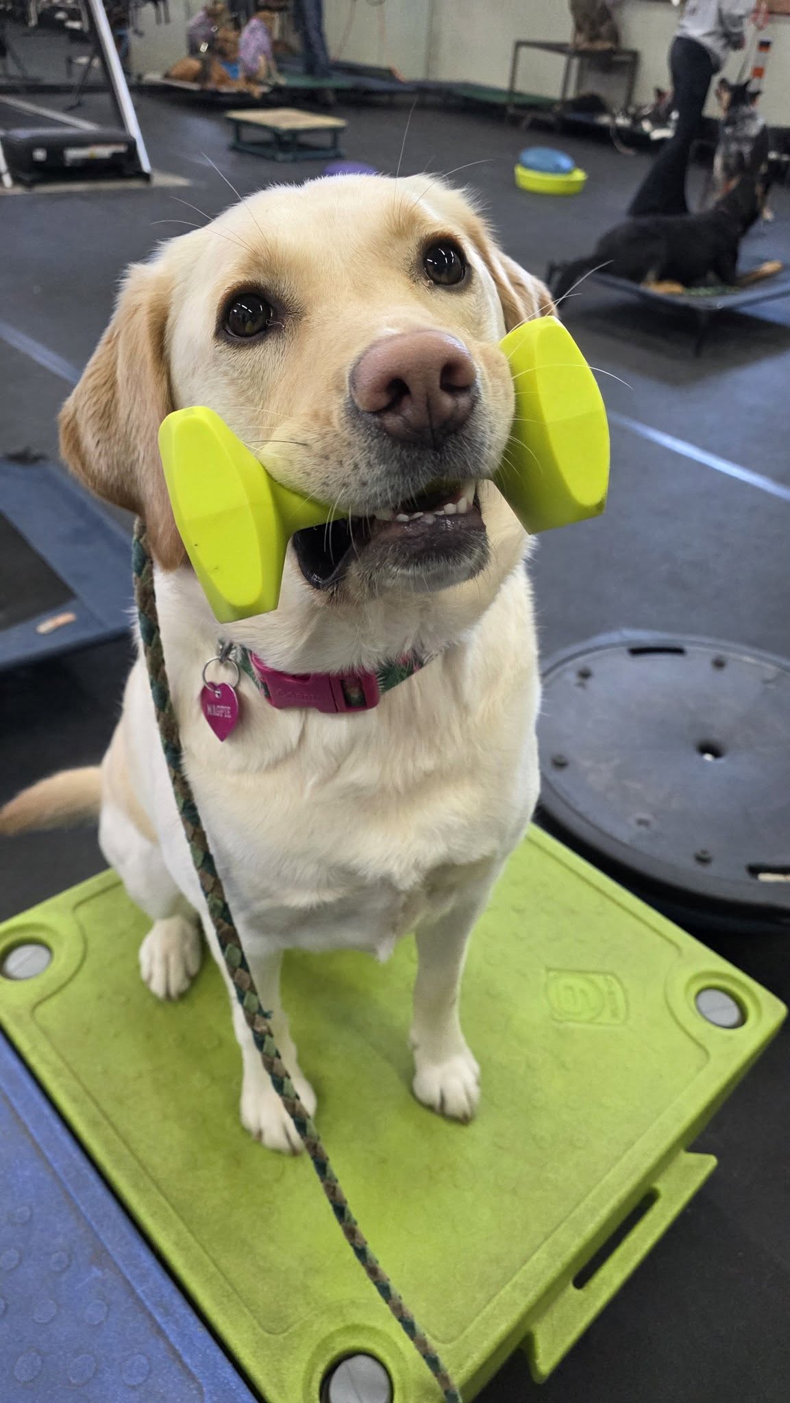 Alaska Dog Boarding & Training Inc Palmer