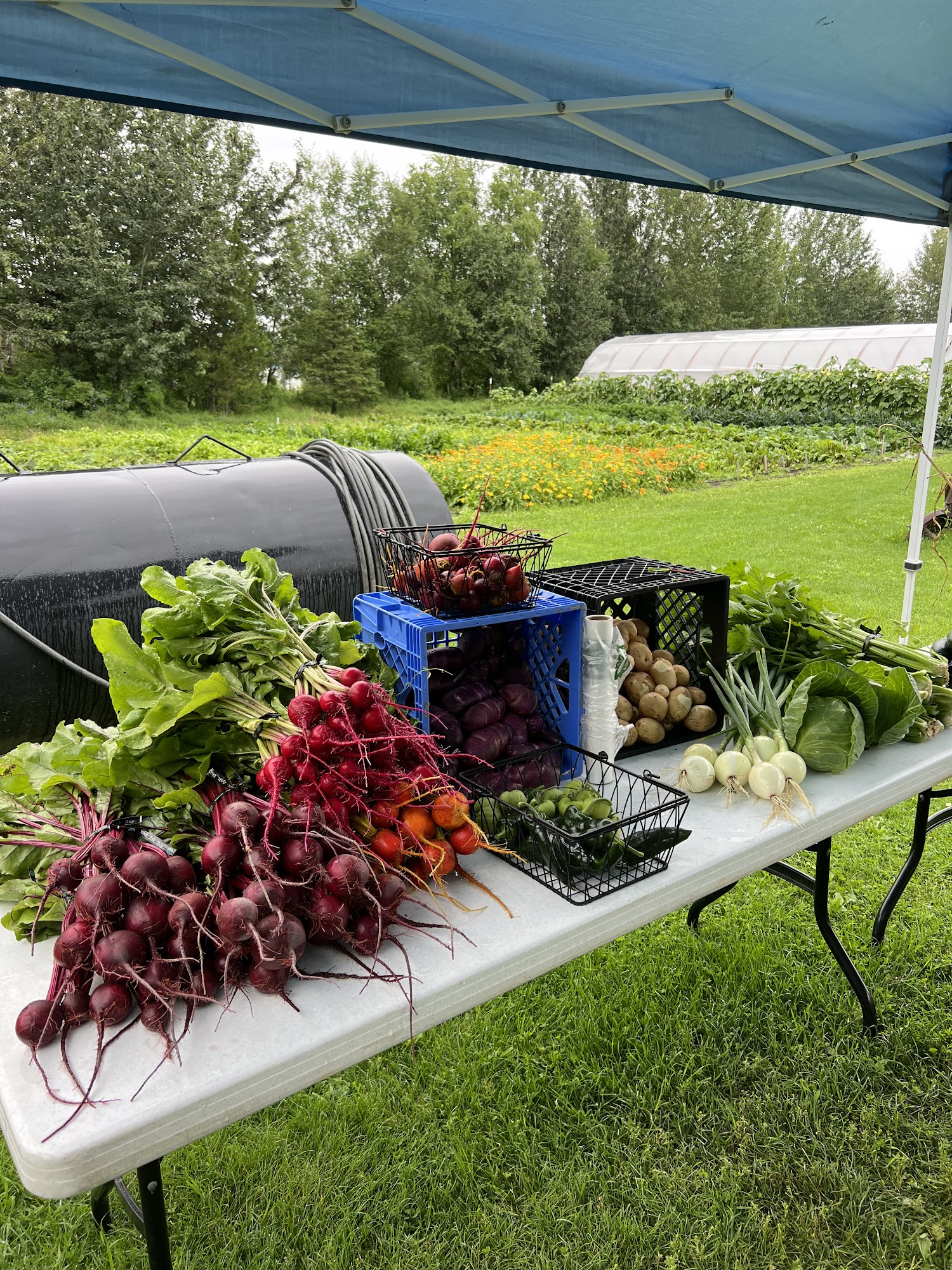 Moonstone Farm Palmer