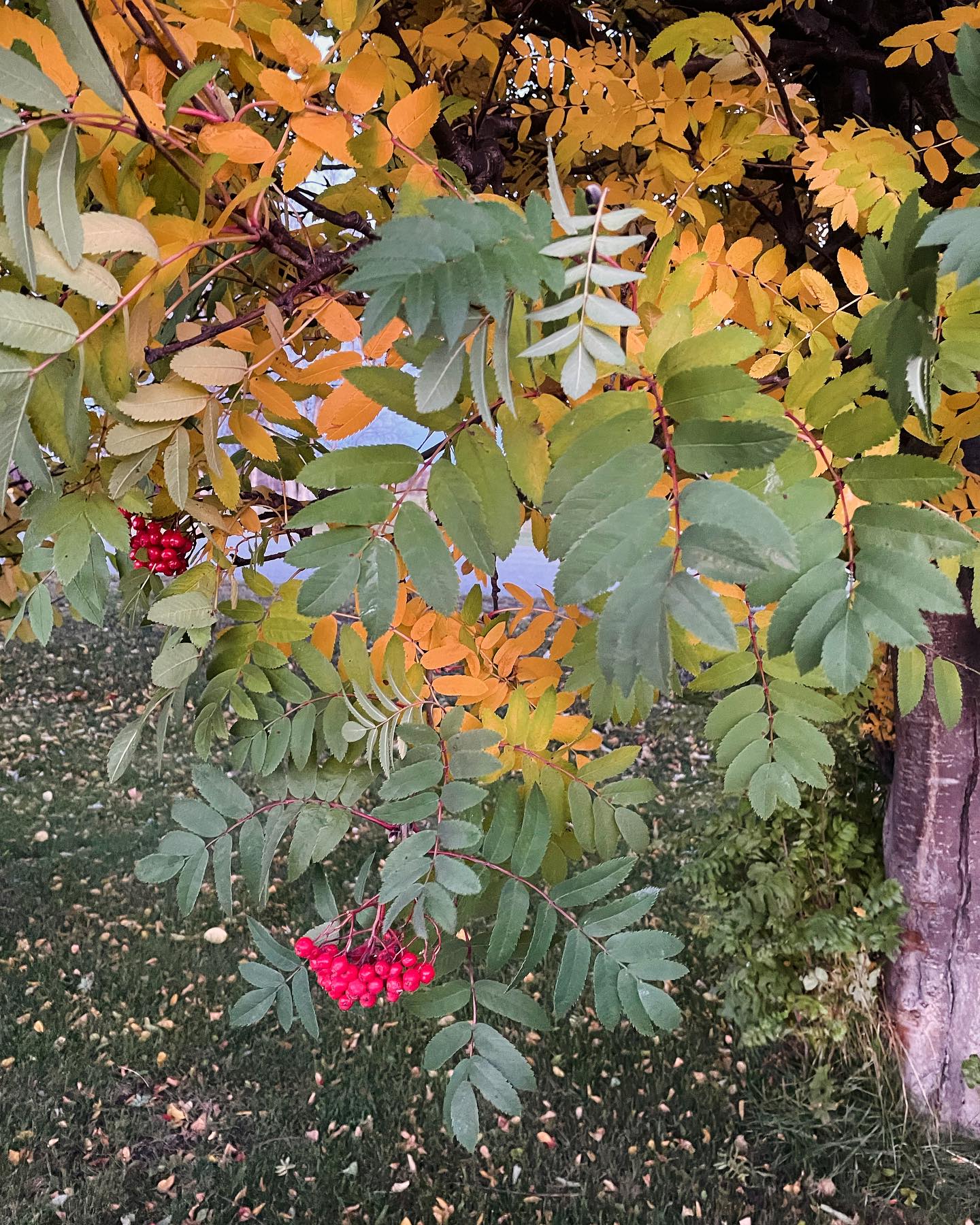 Yule Farm, LLC Palmer