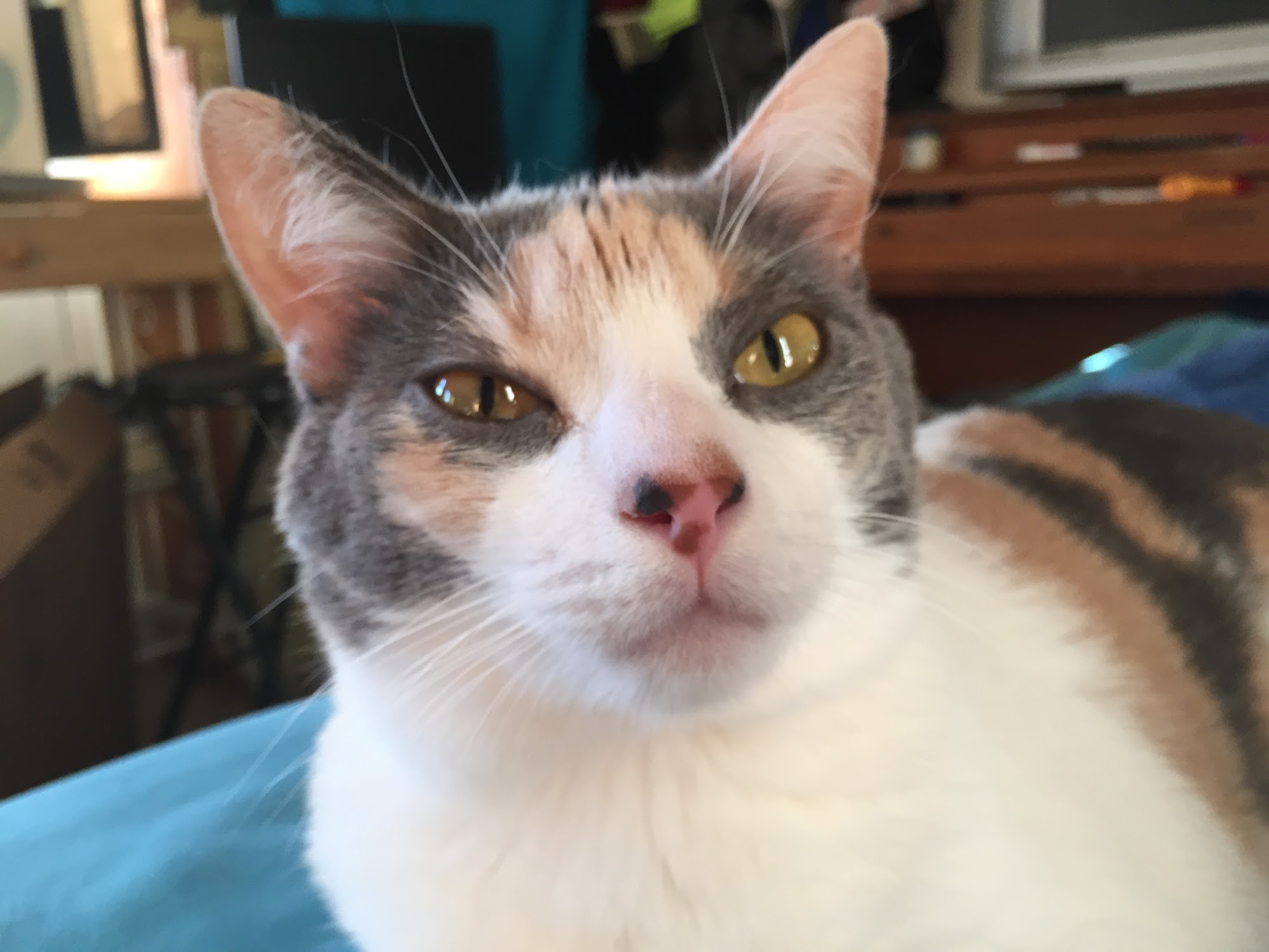 Seward Animal Shelter Seward