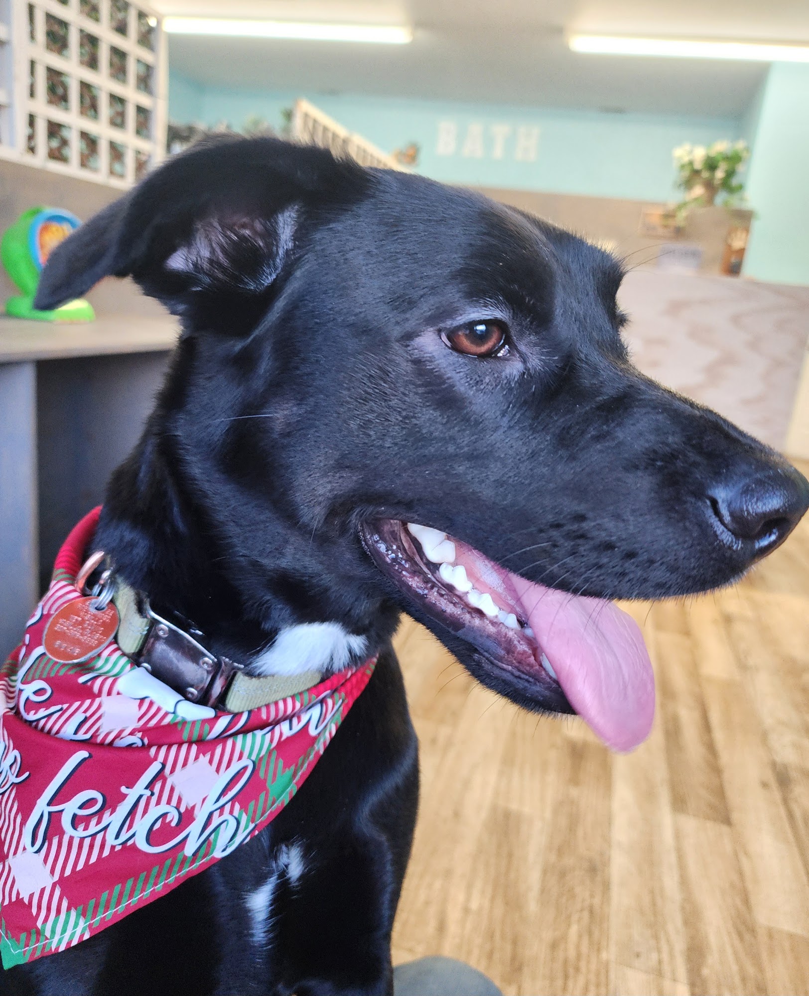 Frenz Pet Spa Wasilla