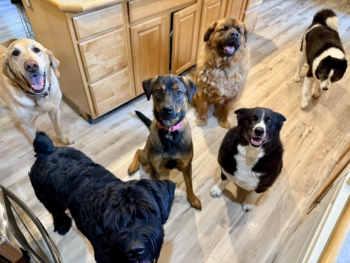 Pampered Paws Wasilla