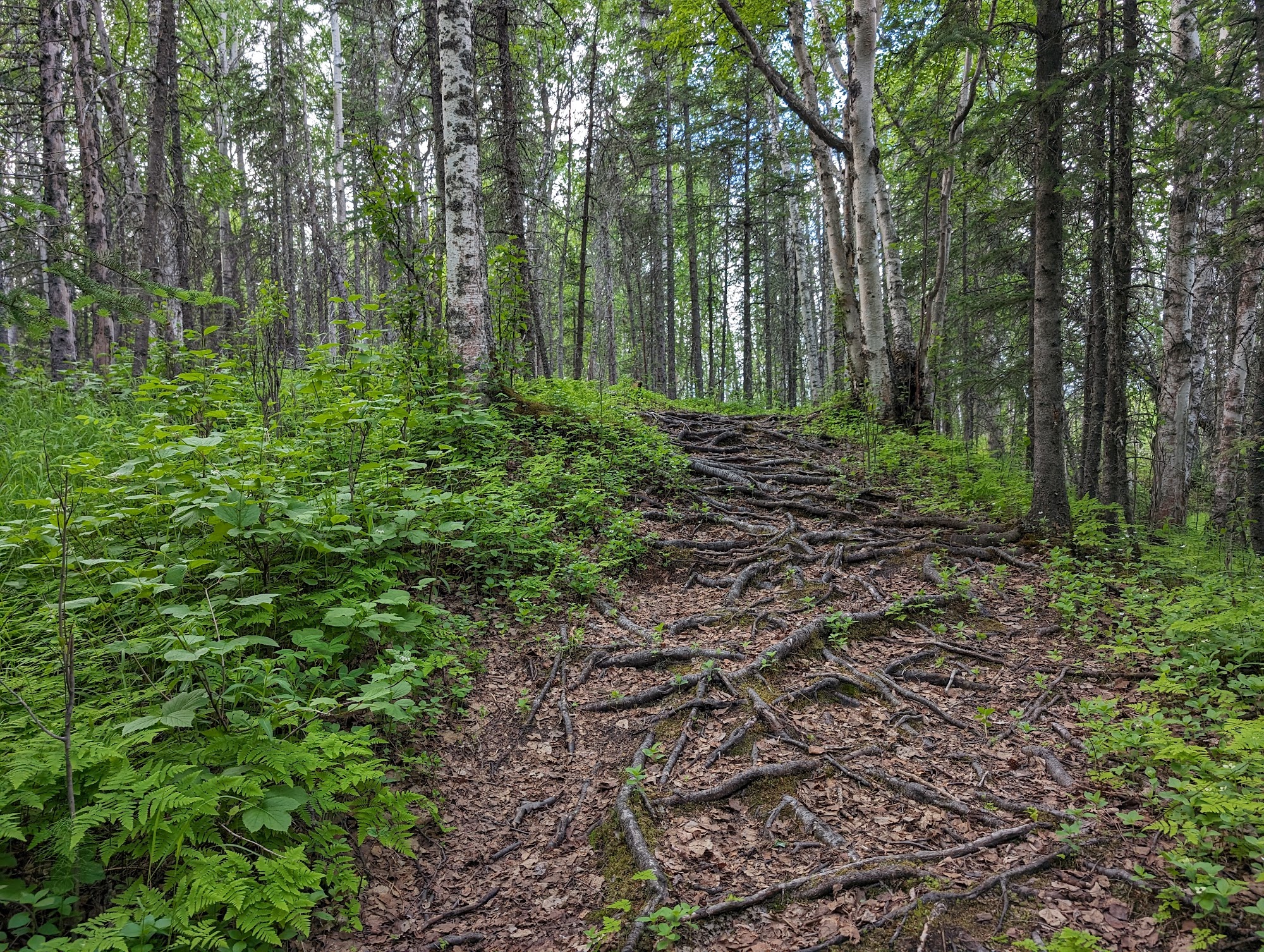 Lake Lucille Dog Park Wasilla