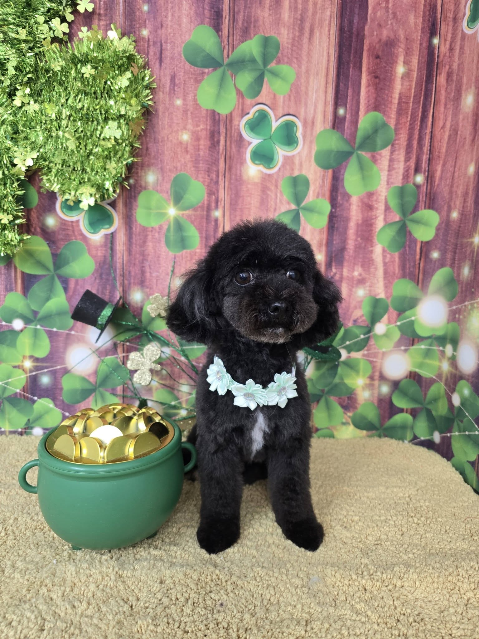 Beauty for the Beast Wasilla