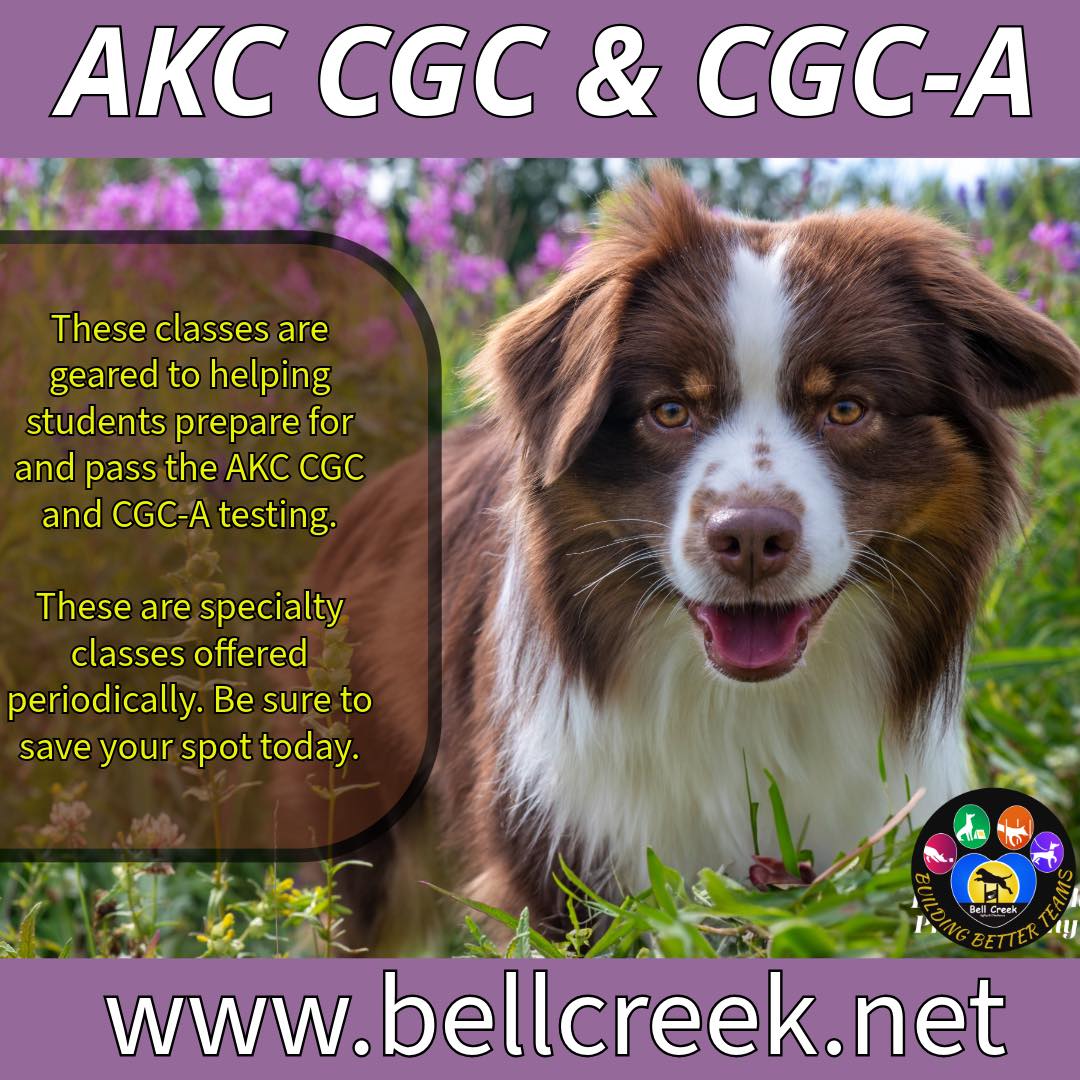 Bell Creek Agility & Obedience Wasilla