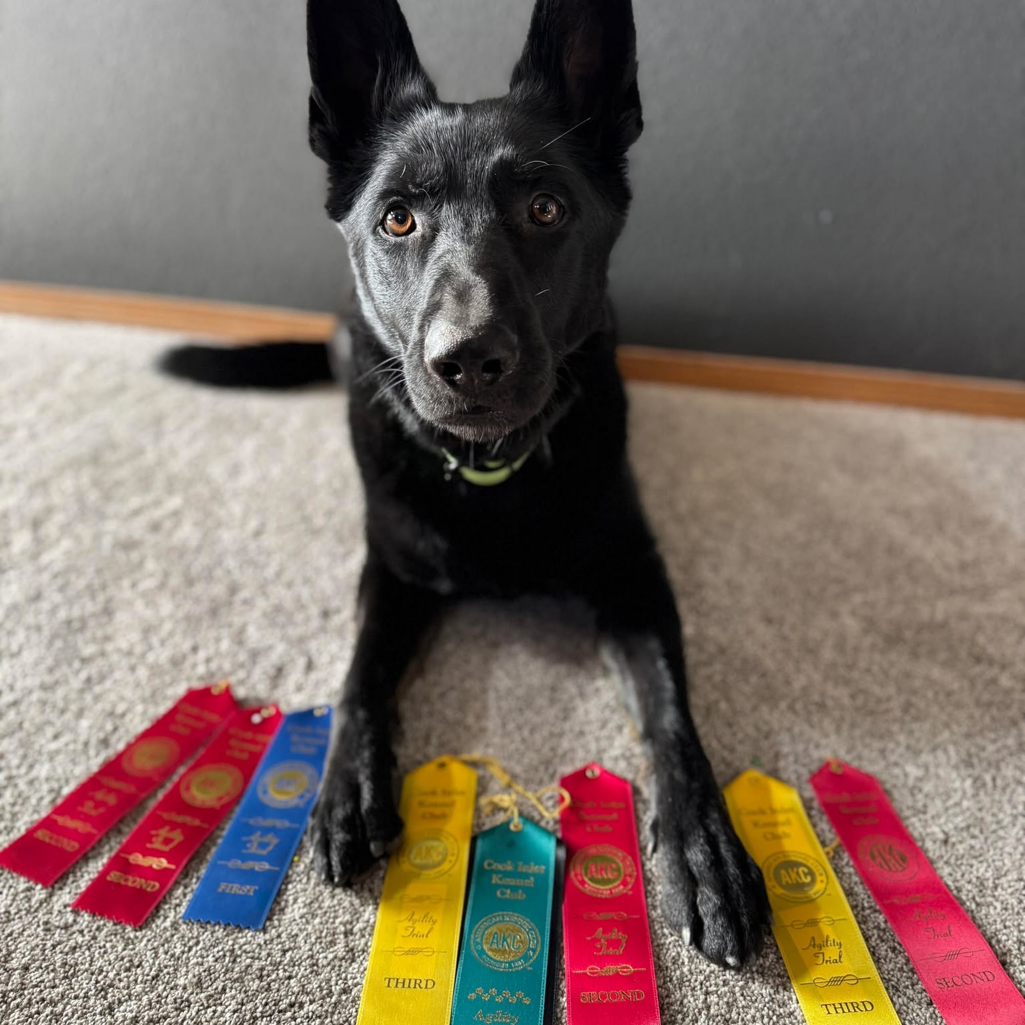 Bell Creek Agility & Obedience Wasilla