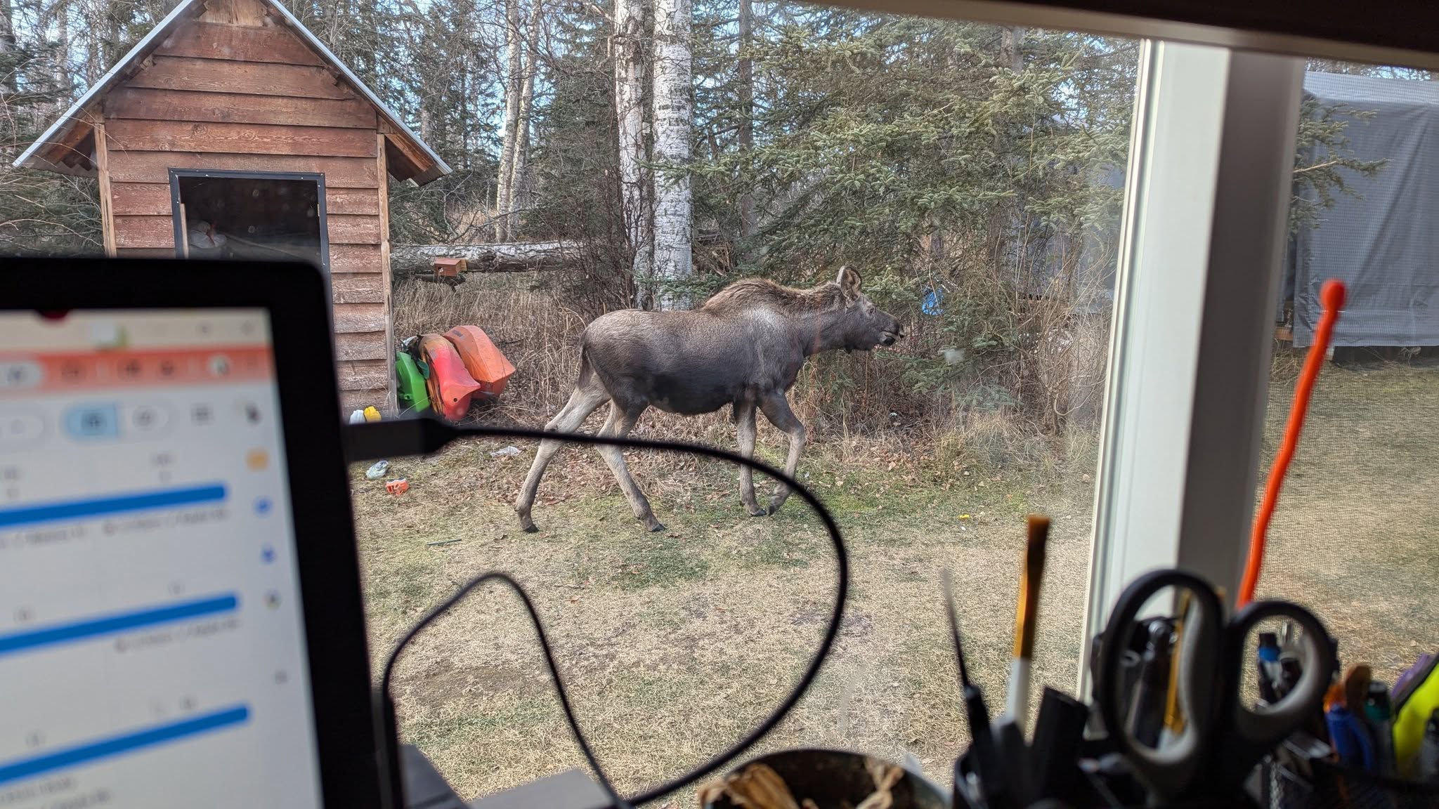 Moon Dog Consulting and Services Wasilla