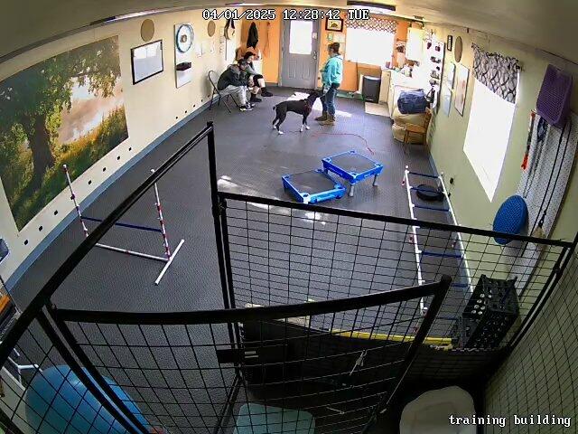 Moon Dog Consulting and Services Wasilla