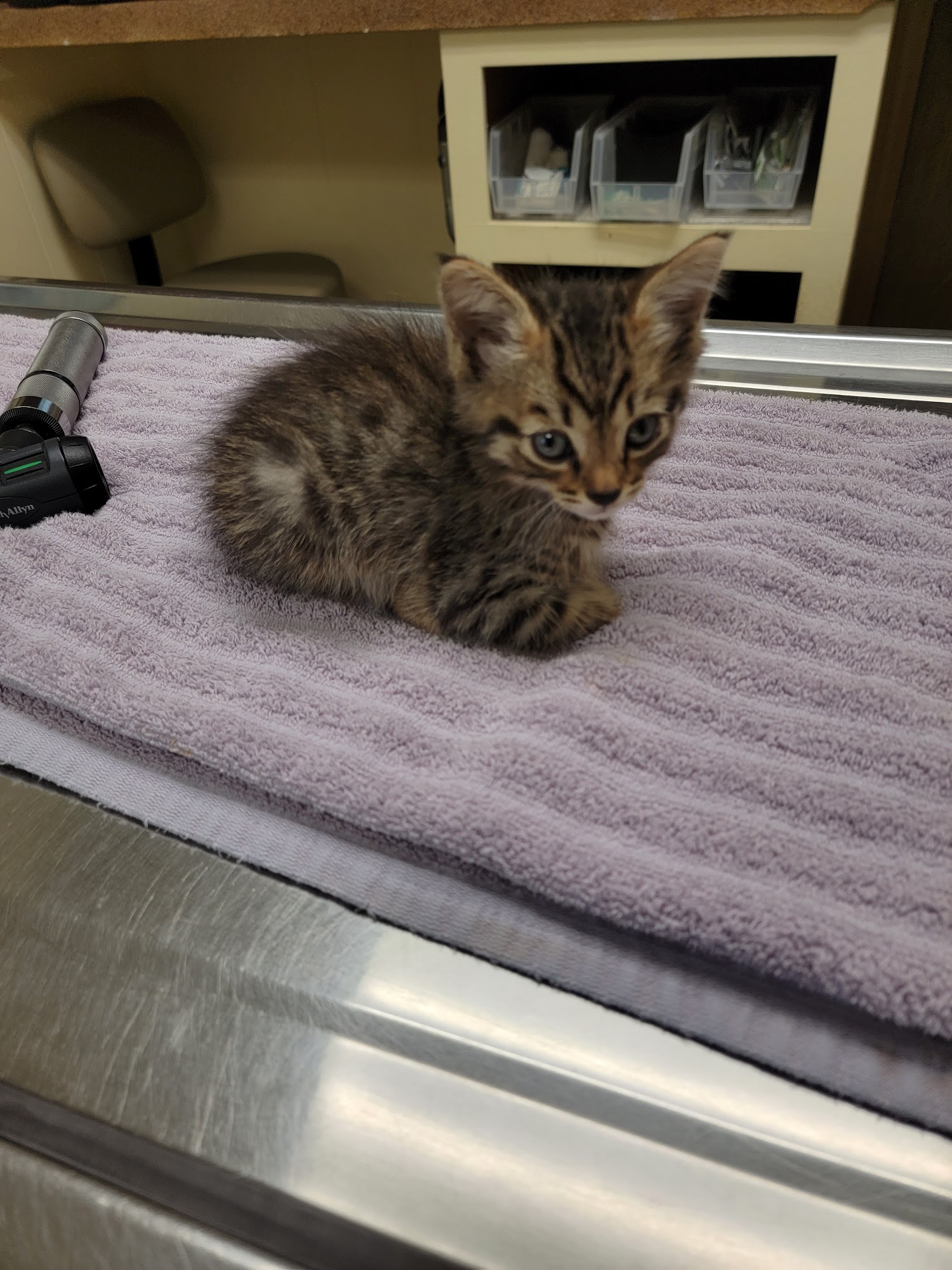 Alabaster Animal Clinic Alabaster