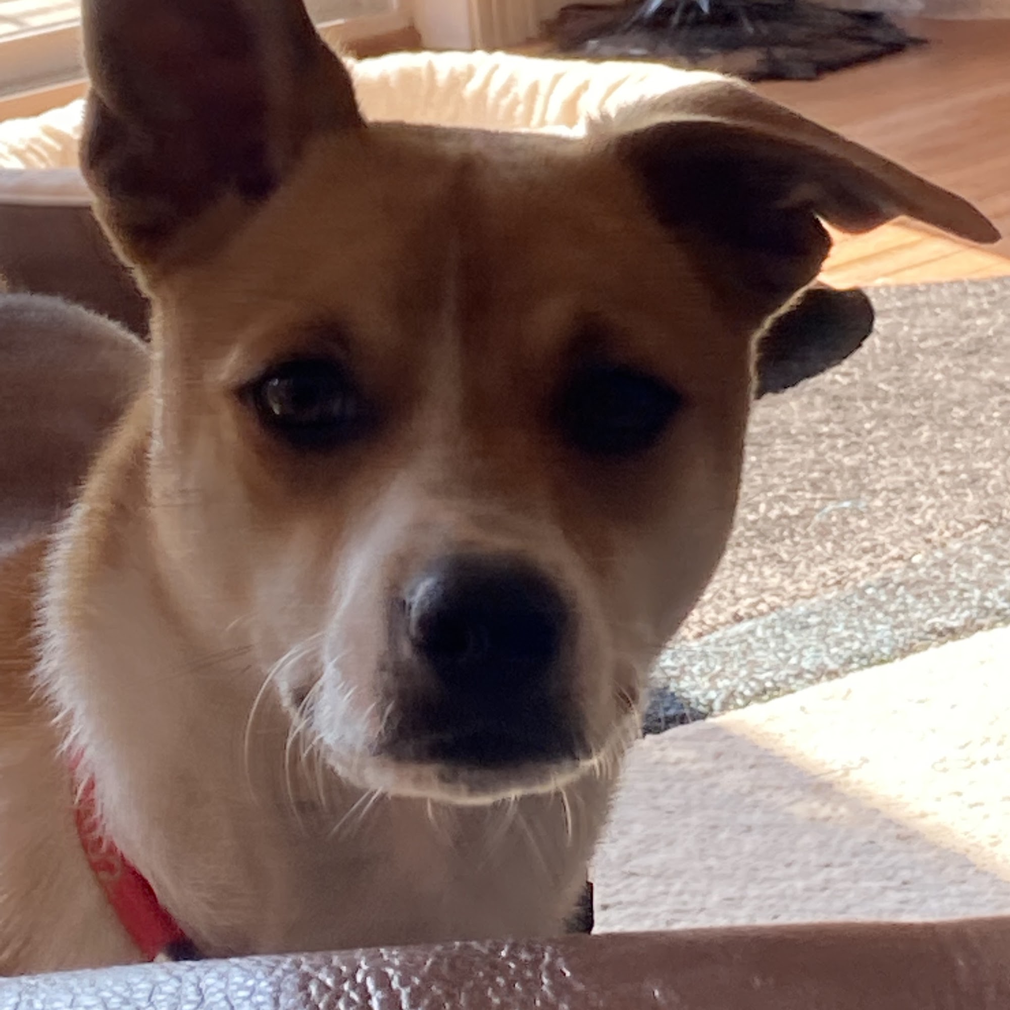 Albertville Animal Hospital Albertville