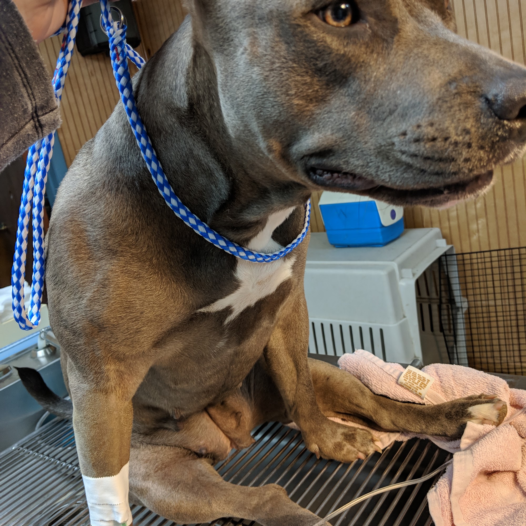 McCrory Animal Clinic Albertville