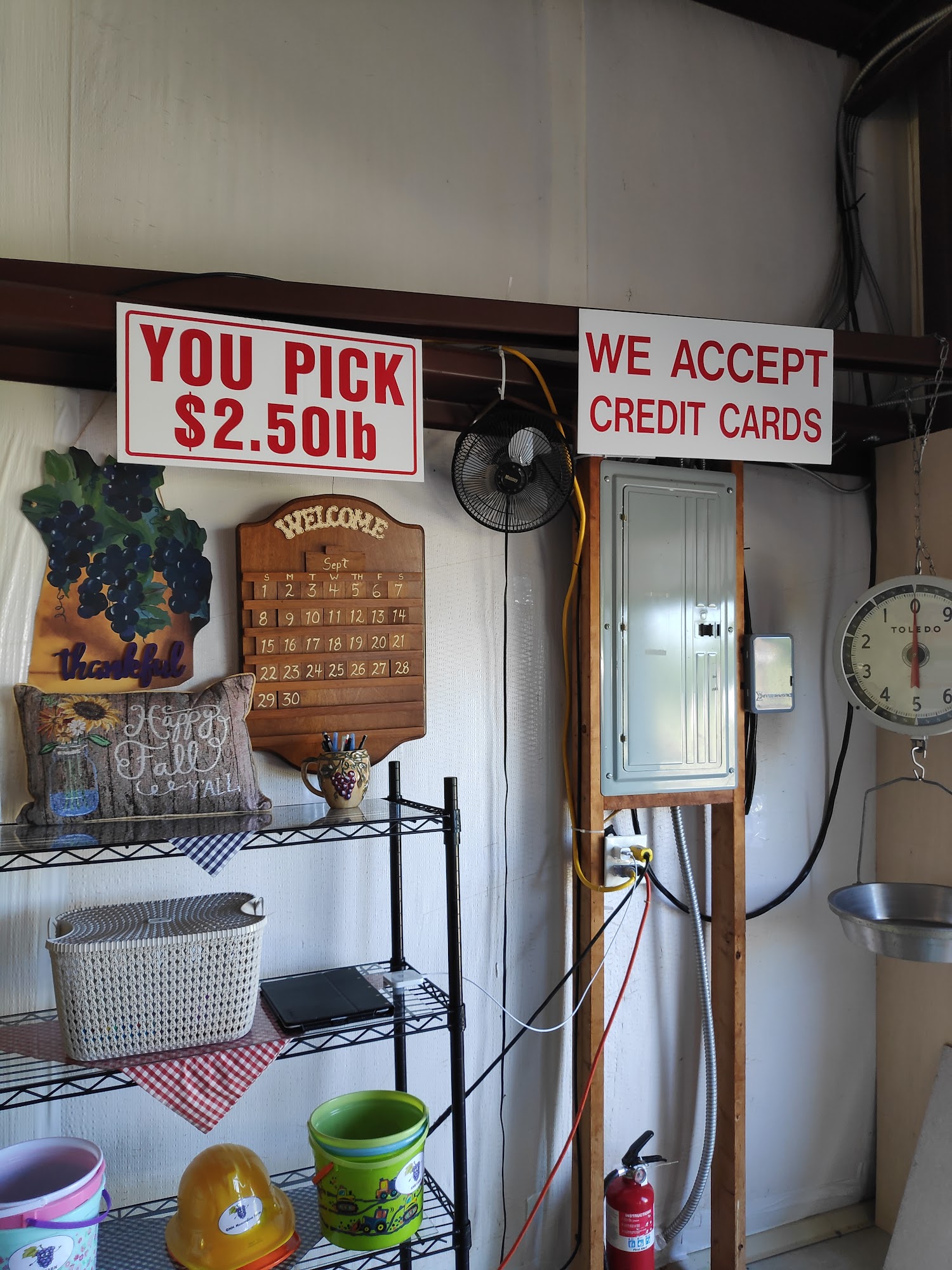 GNH Muscadine Farm Albertville