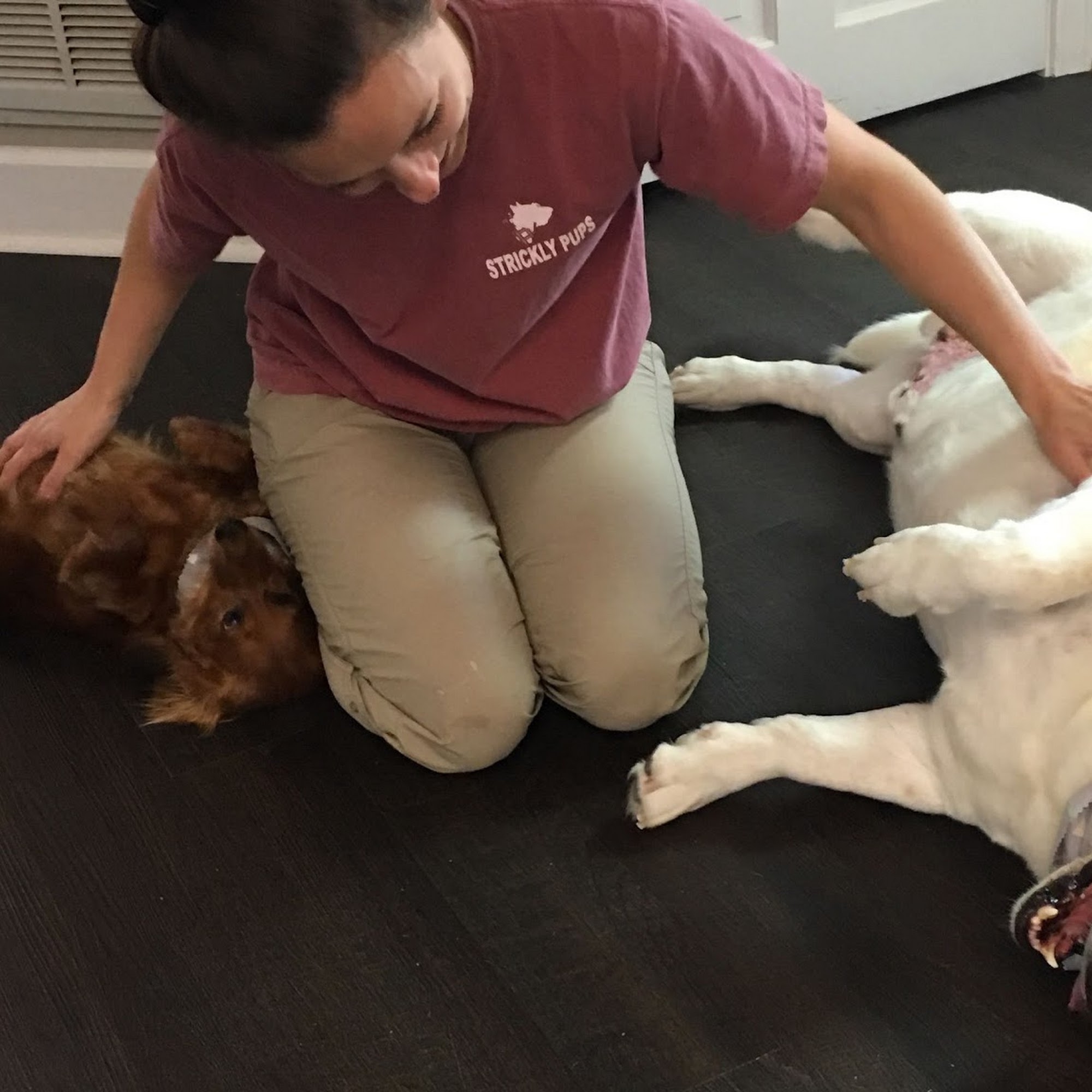 STRICKLY PUPS 201 S Emmett St, Albertville Alabama 35950