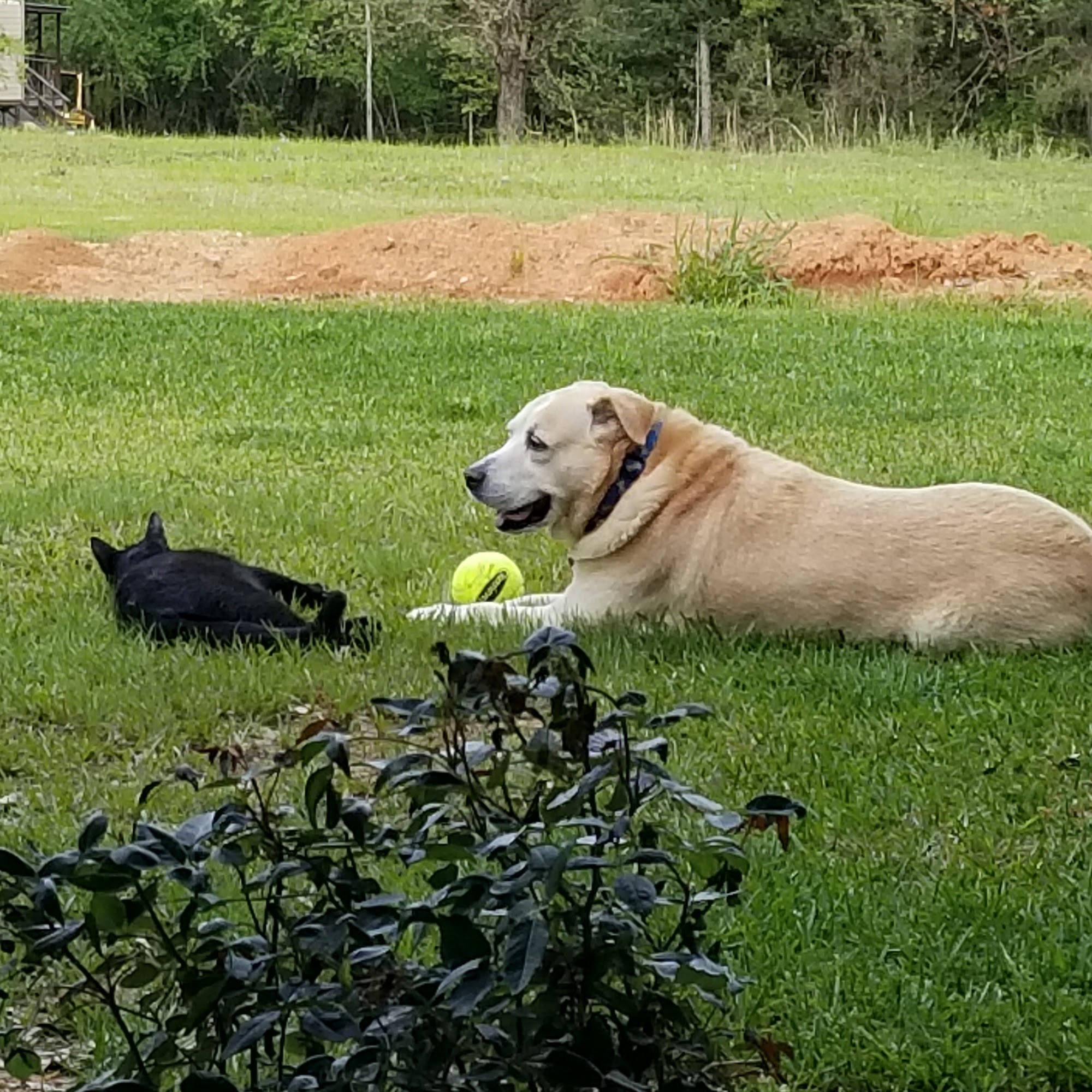 Wayside Animal Hospital Alexander City