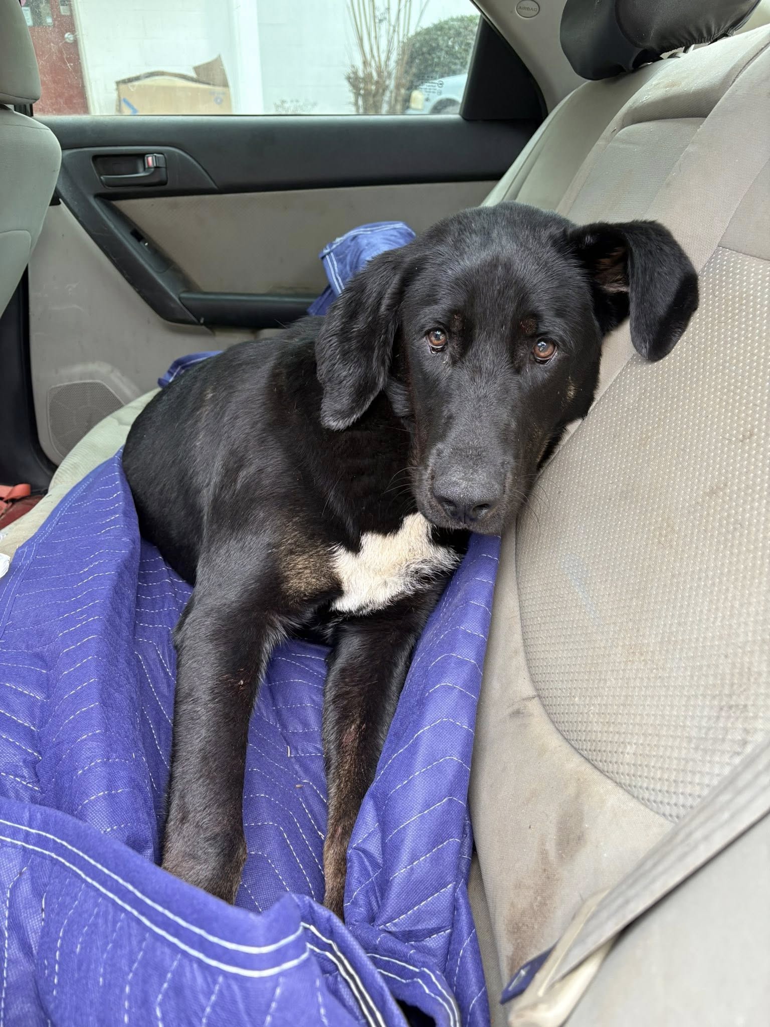 Southern Star Pet Grooming and Boarding Alexander City