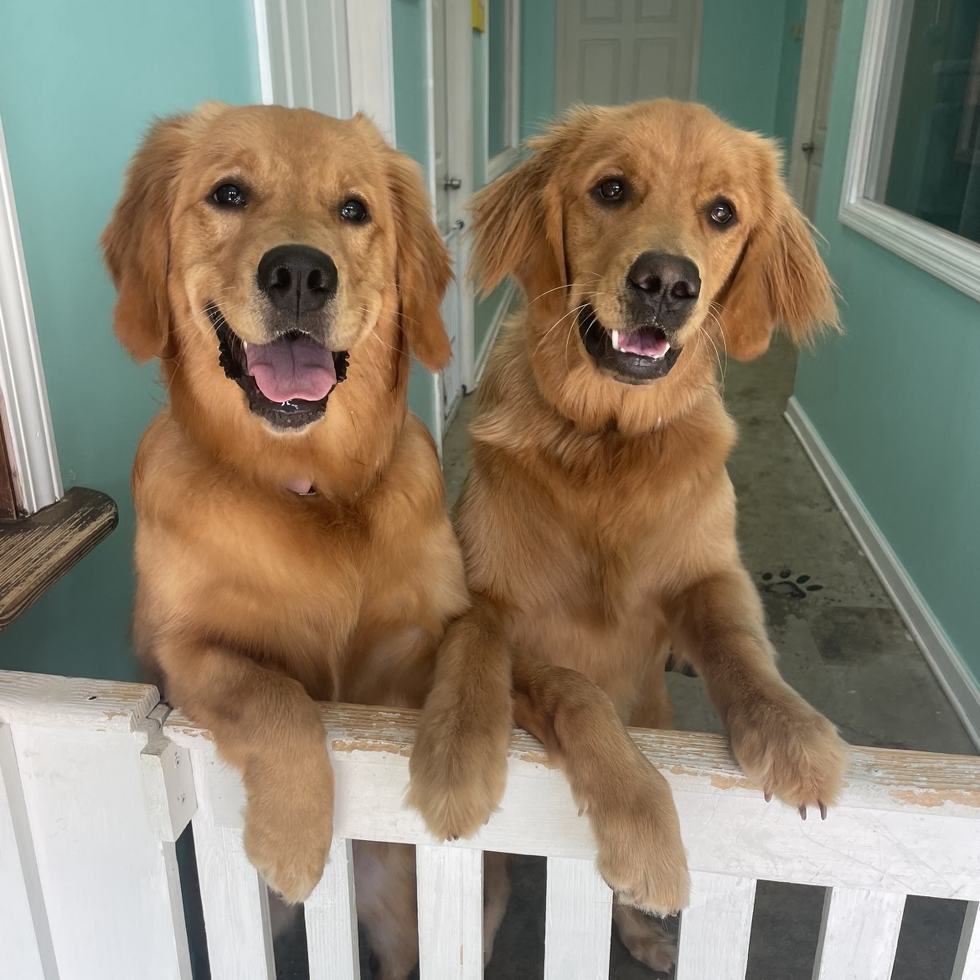 Lake Martin Paw Pals LLC Alexander City