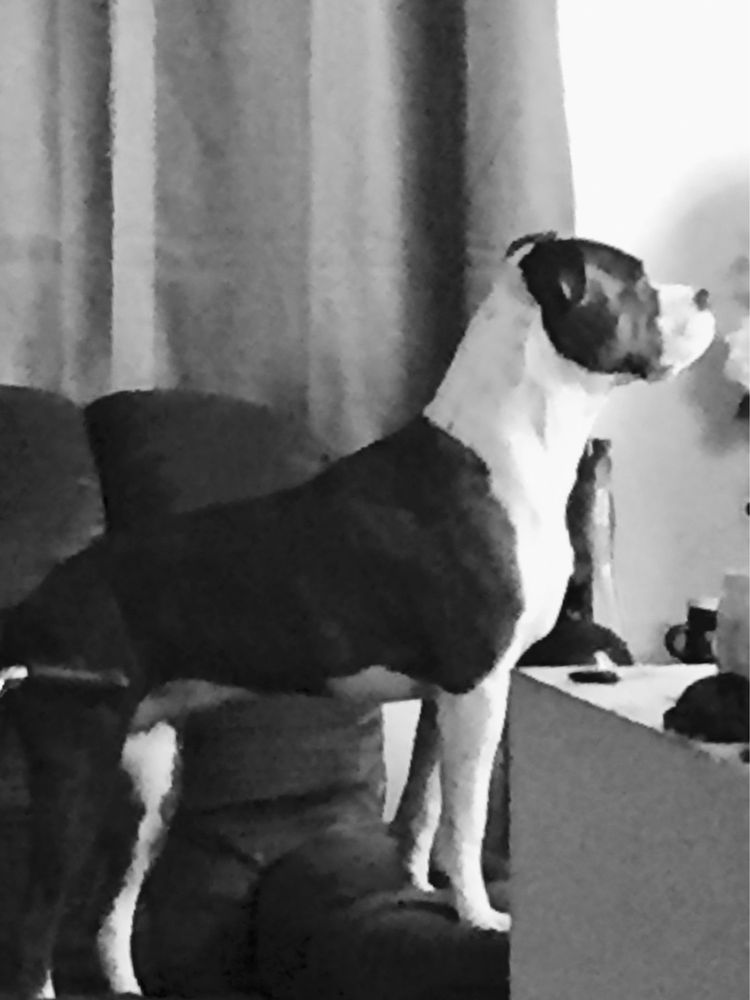 PetSmart Grooming Alexandria