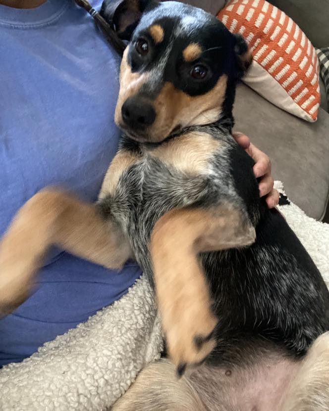 Mae’s Mutt’s Andalusia