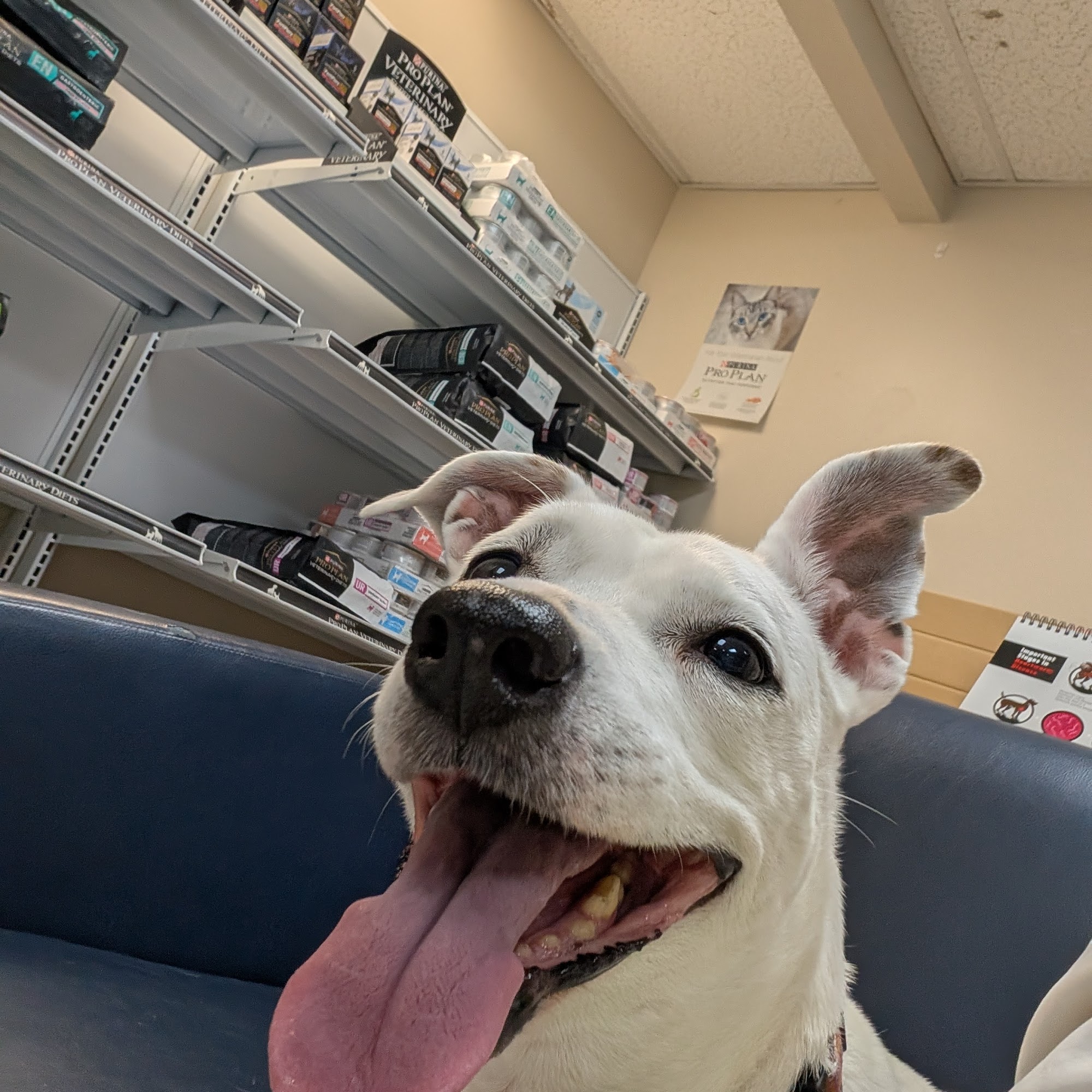 Anniston Veterinary Clinic Anniston