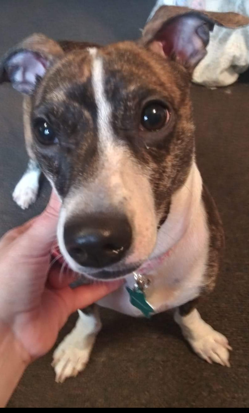 Christy's Critter Care Anniston