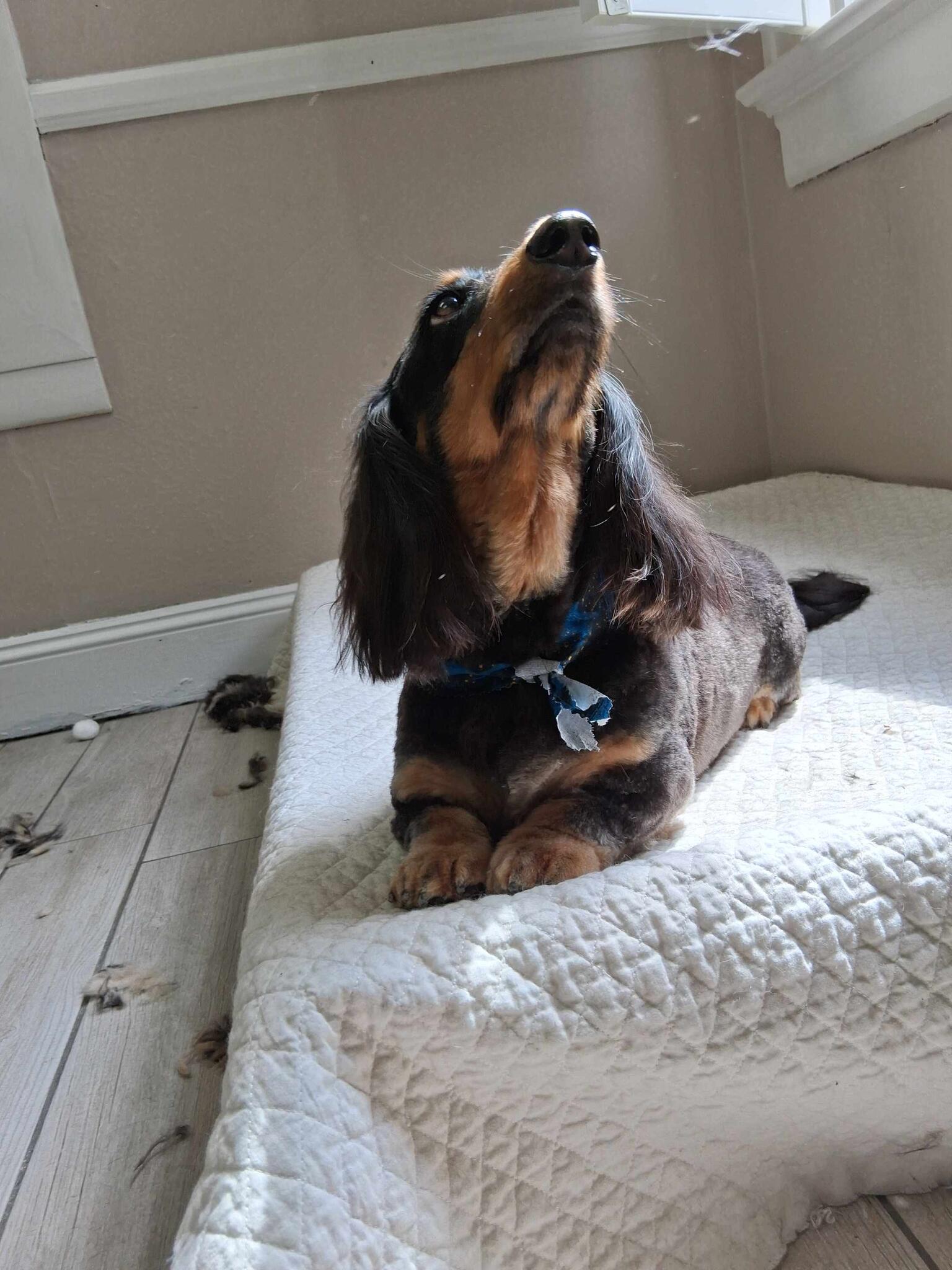 Snazzy Dog Pet Spa Anniston