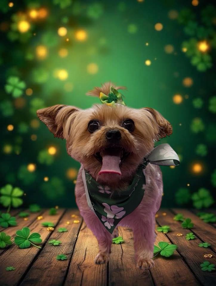 Moe’s Boarding, Grooming, and Day Care Anniston