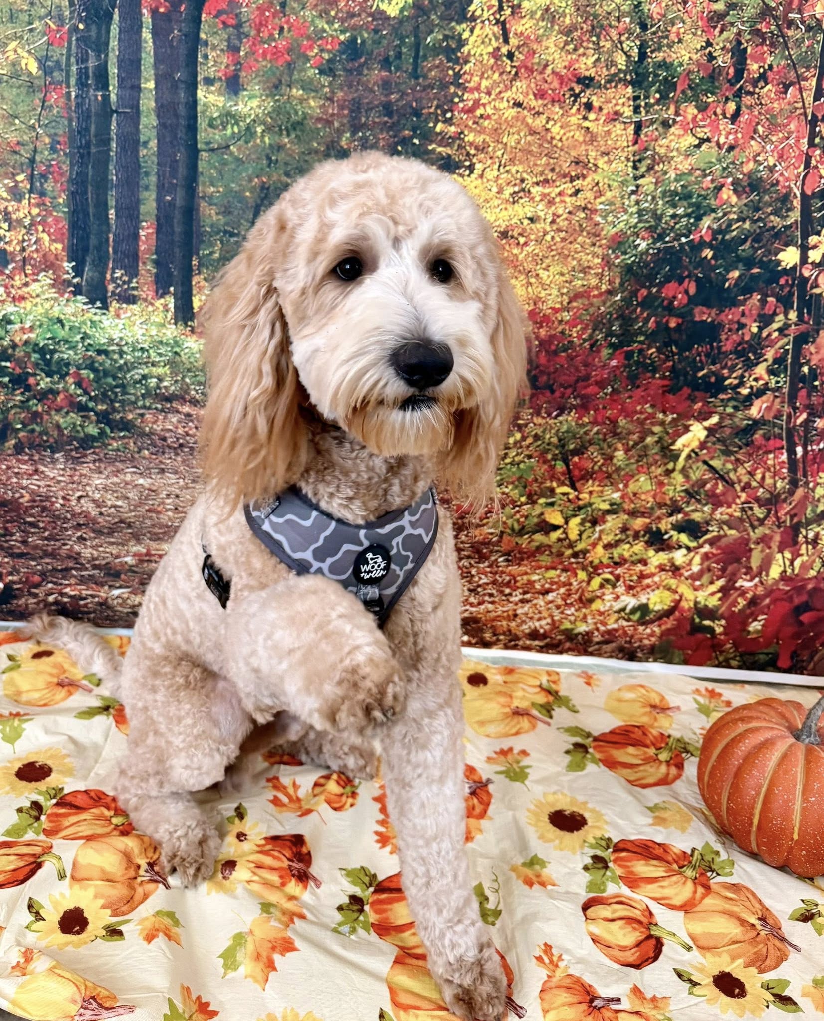 Groomingdales Pet Salon Anniston