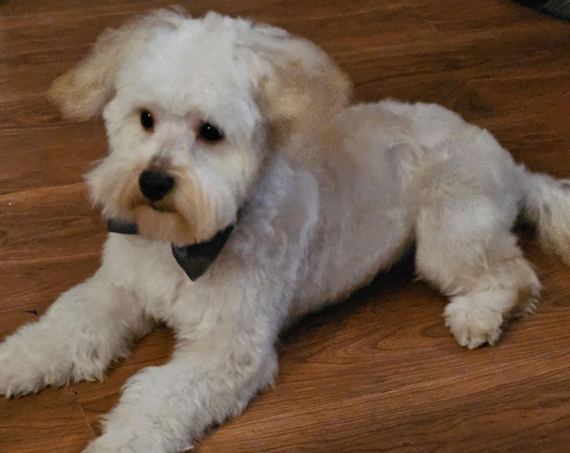 Kontota of NE Alabama - Mobile Dog Grooming Anniston