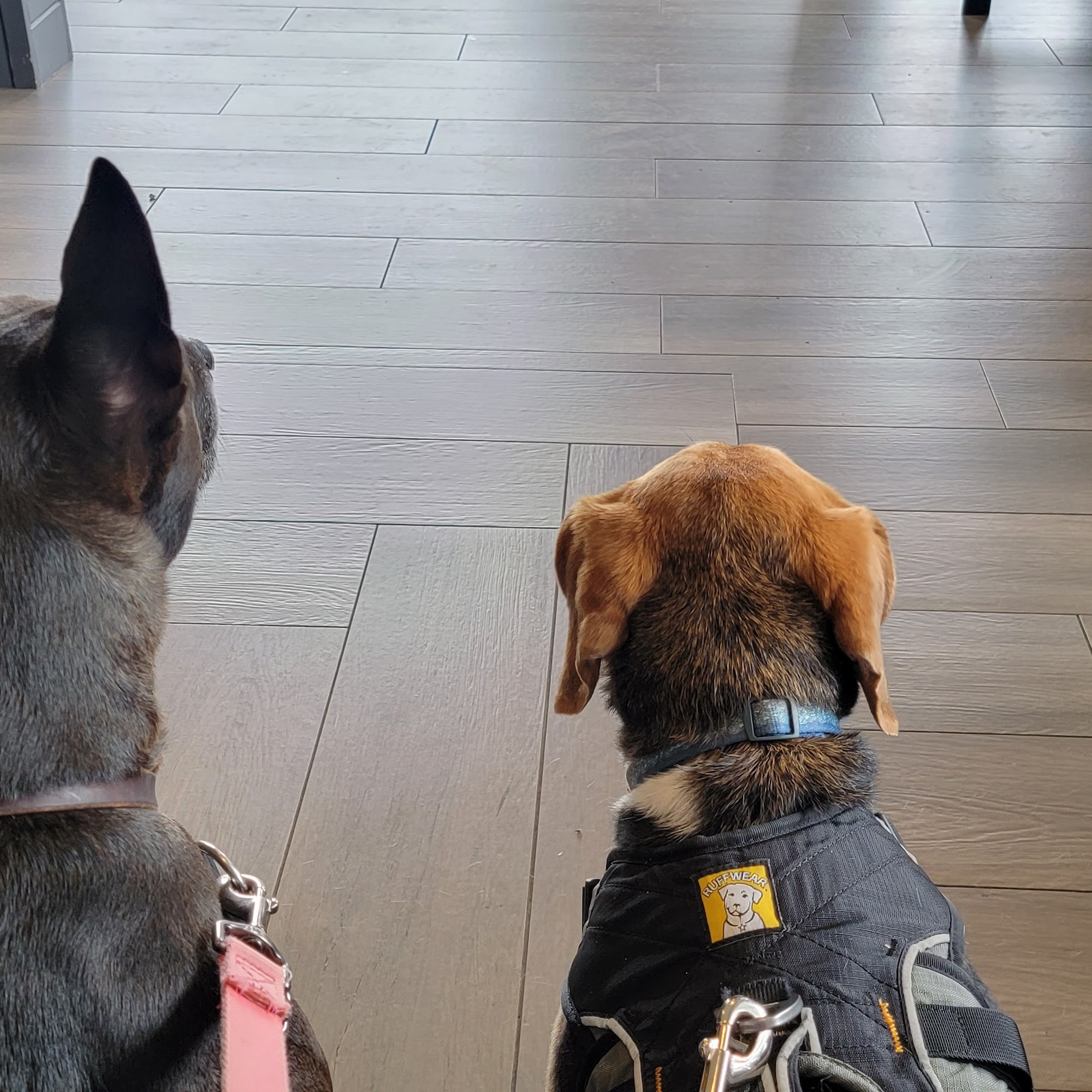 Westside Veterinary Hospital: Wilks Andy DVM Arab