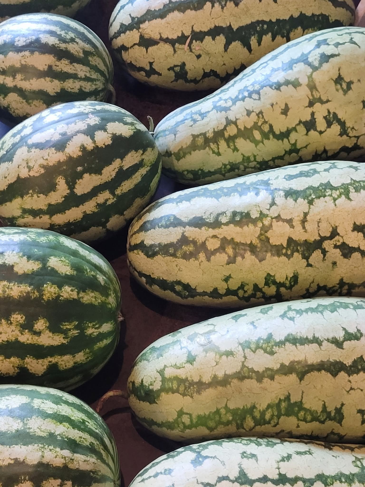 Adams Poultry Farms Arab