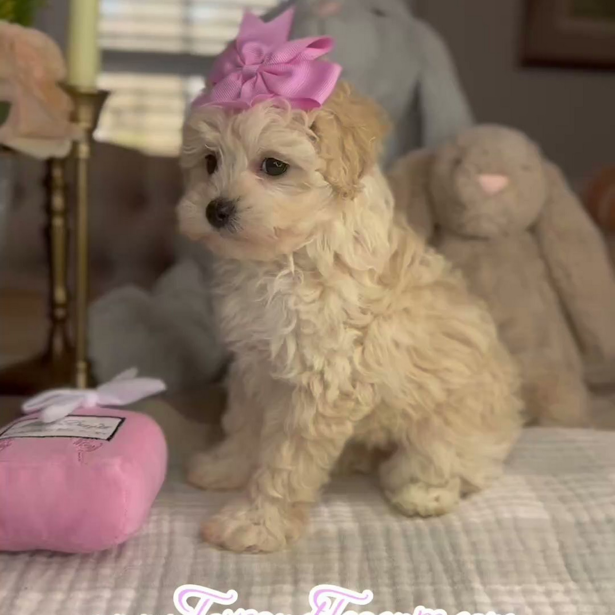 Alabama Toys & Teacups Arab