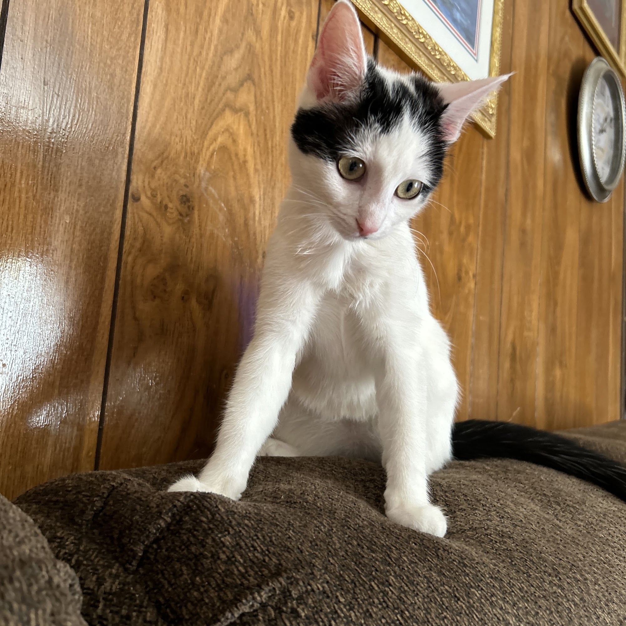 Twin Creek Veterinary Services Ashland