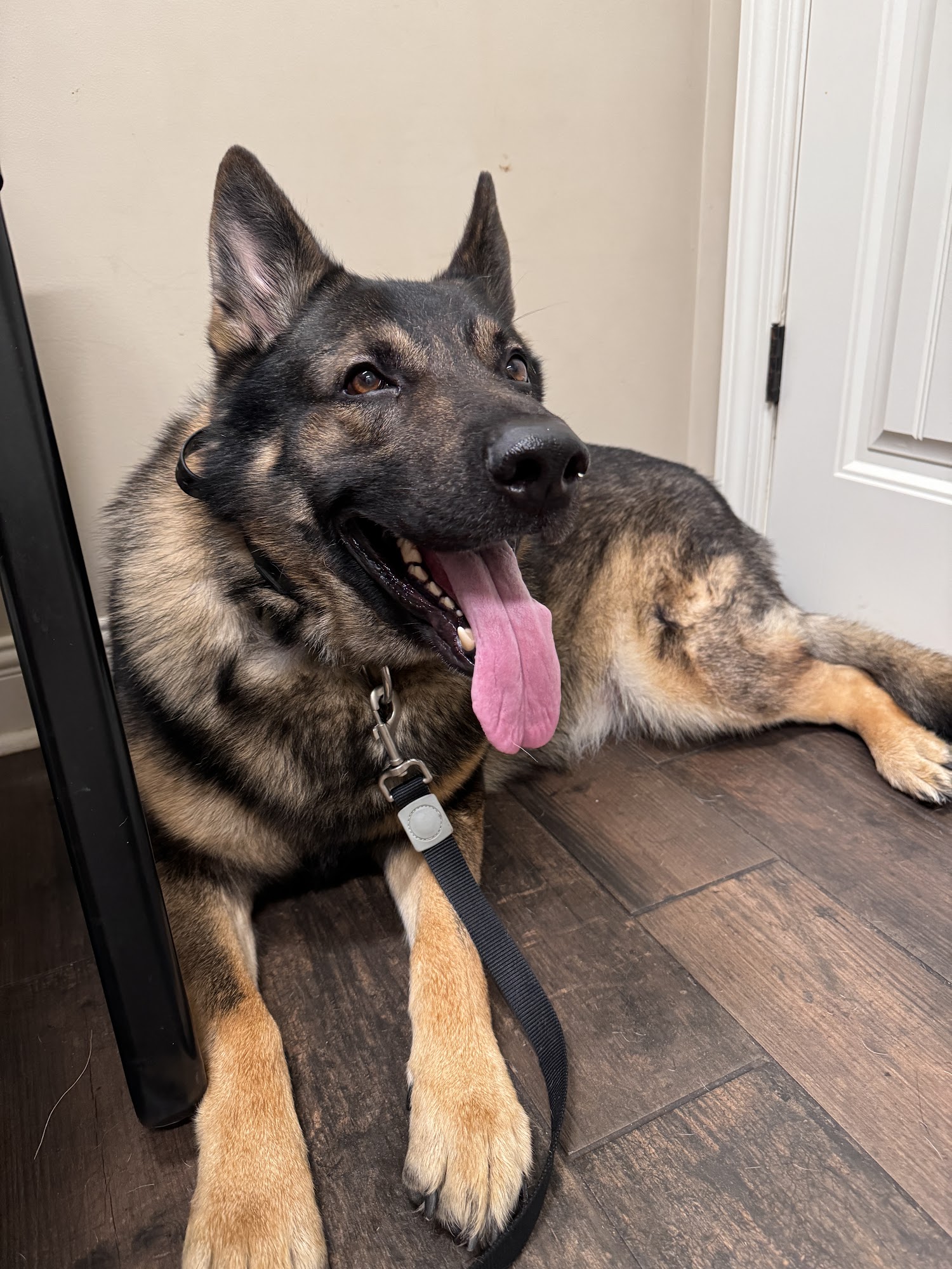 Eastside Animal Hospital Athens